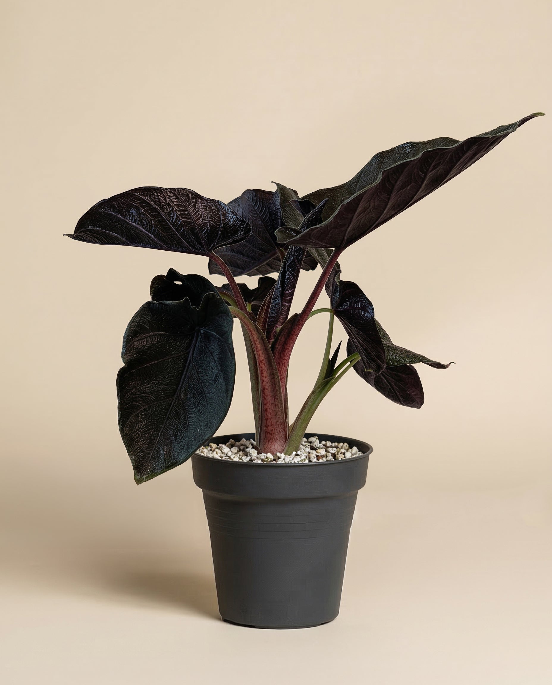 feey-alocasia-antoro-velvet-elefantenohr image 3