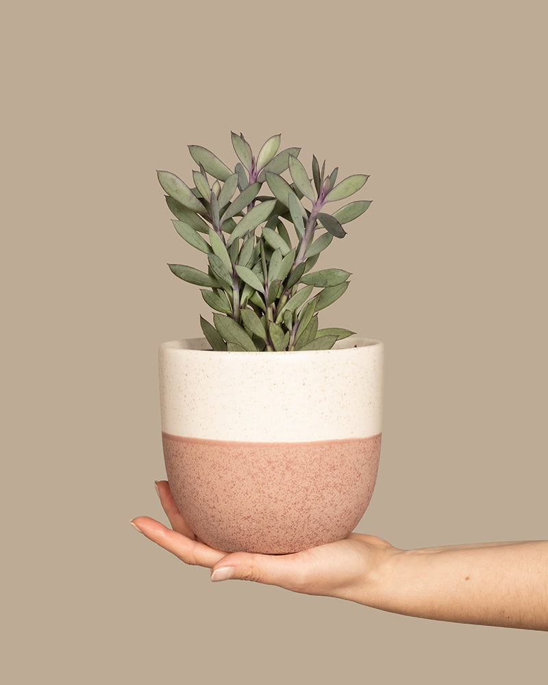 feey-variado-senecio-crassissimus-zimmerpflanze image 1