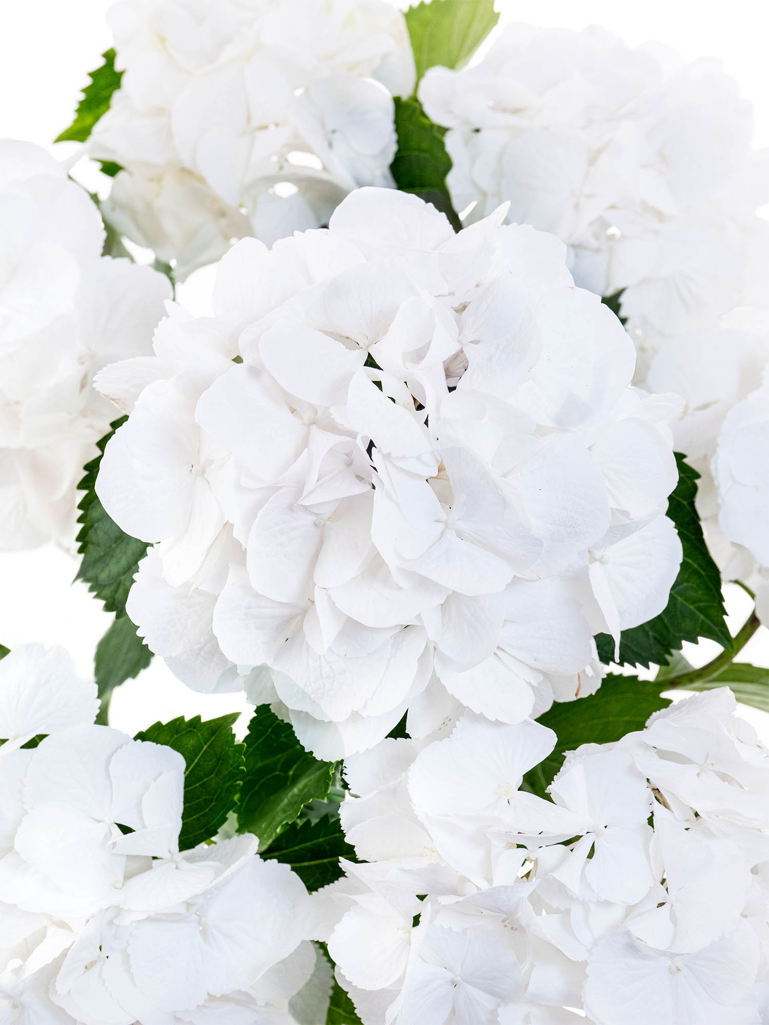 blumigo-hortensien-schneeball-wei-schnittblume-frisch image 2