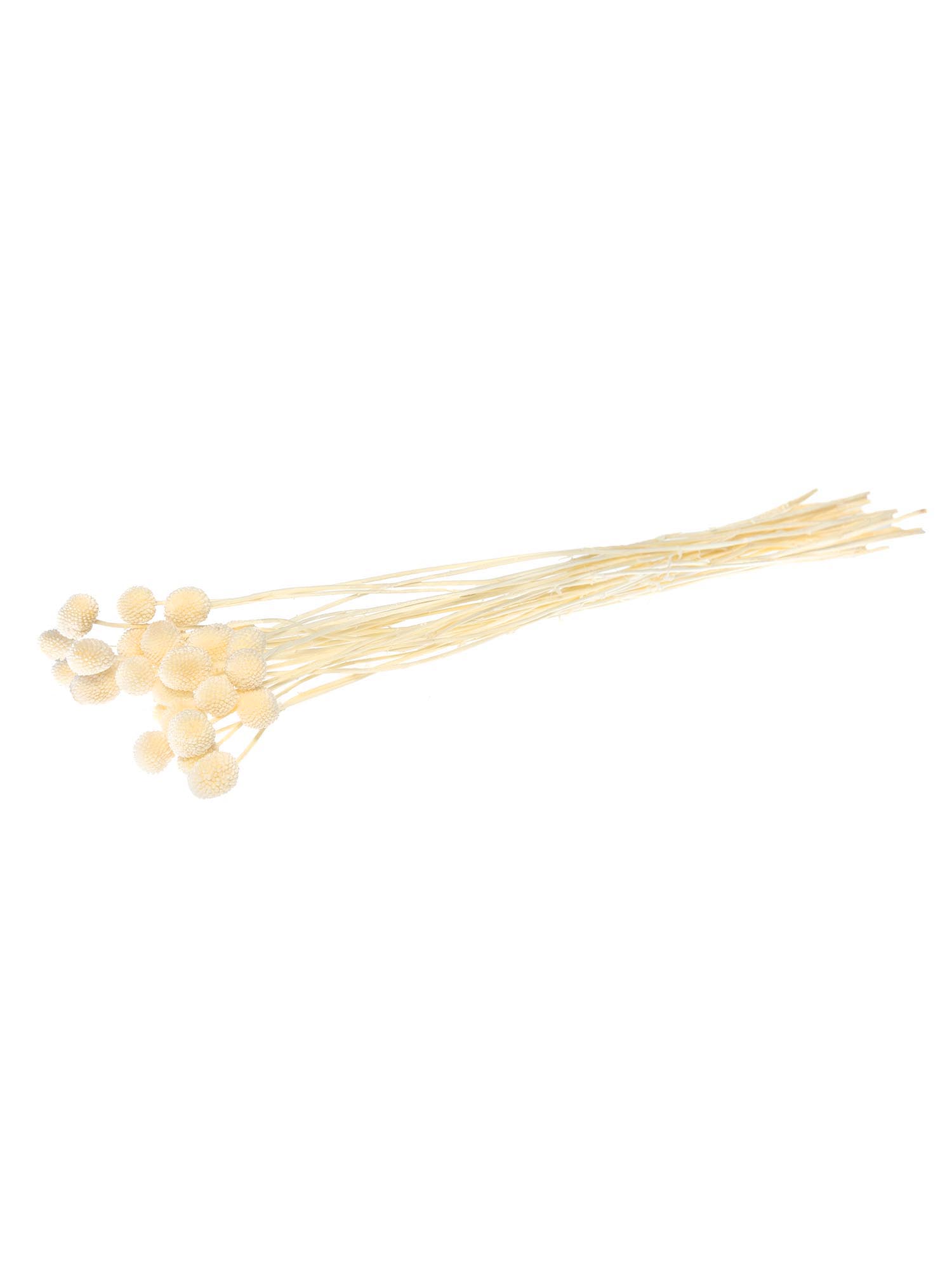 blumigo-trockenblumen-craspedia-trommelst-cke-wei-creme image 4