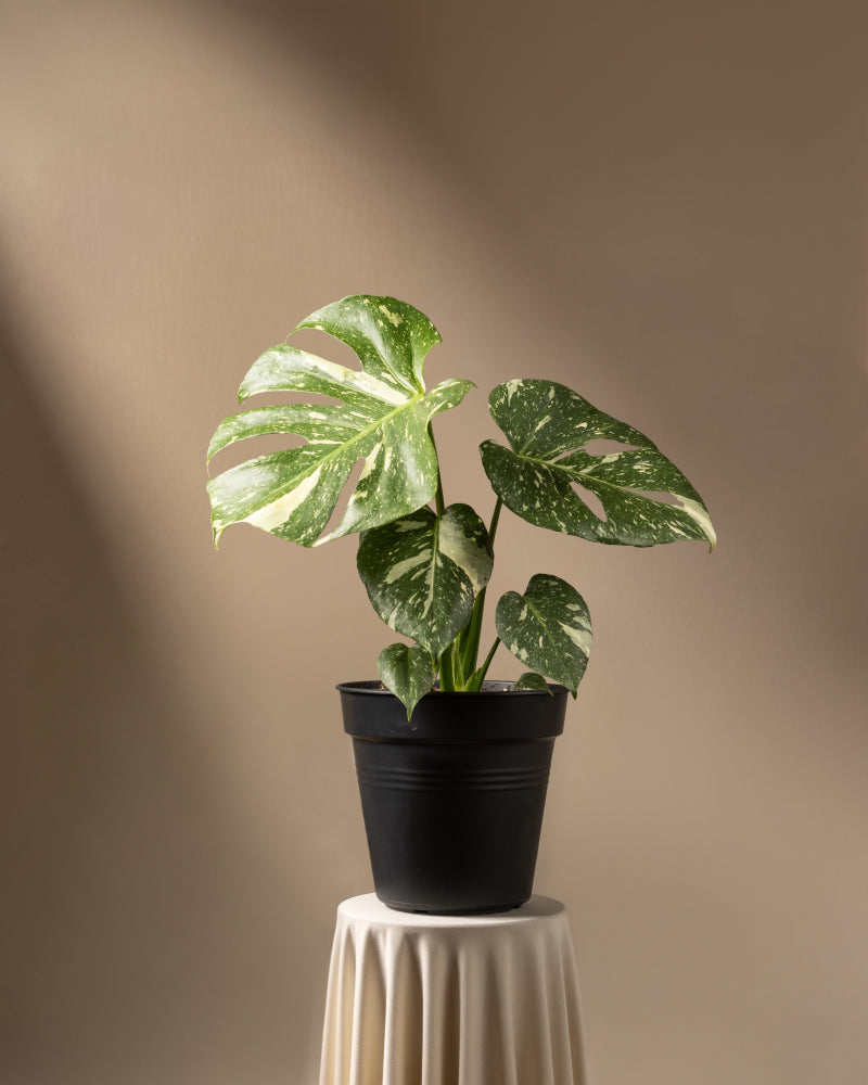 feey-variado-monstera-thai-constellation-zimmerpflanze-ohne-bertopf image 3