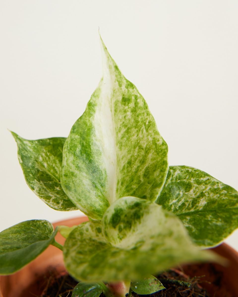 plnts-baby-anthurium-hookeri-variegated-zimmerpflanze-10cm-panaschiert image 2