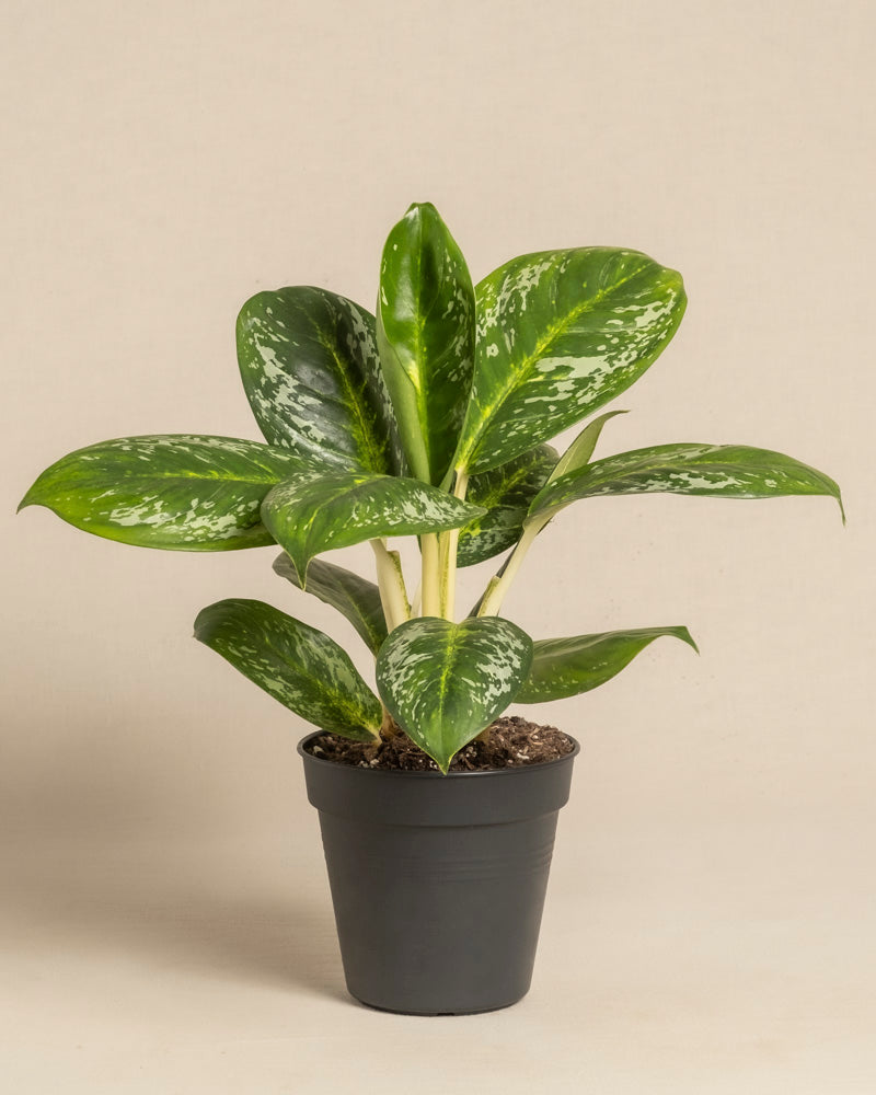 feey-variado-aglaonema-onyx-green-ohne-bertopf image 3
