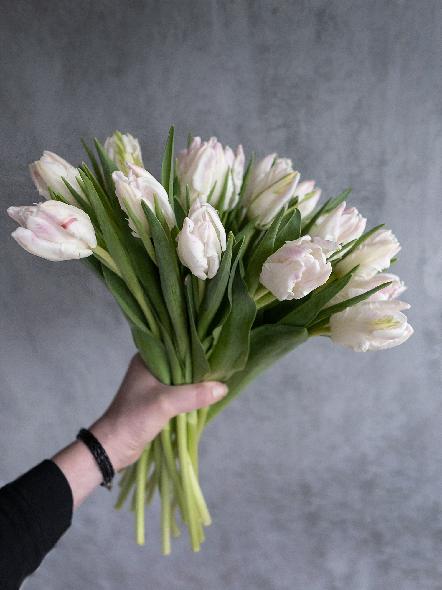 blumigo-tulpen-papagei-cabanna-schnittblumen-rosa-wei image 5