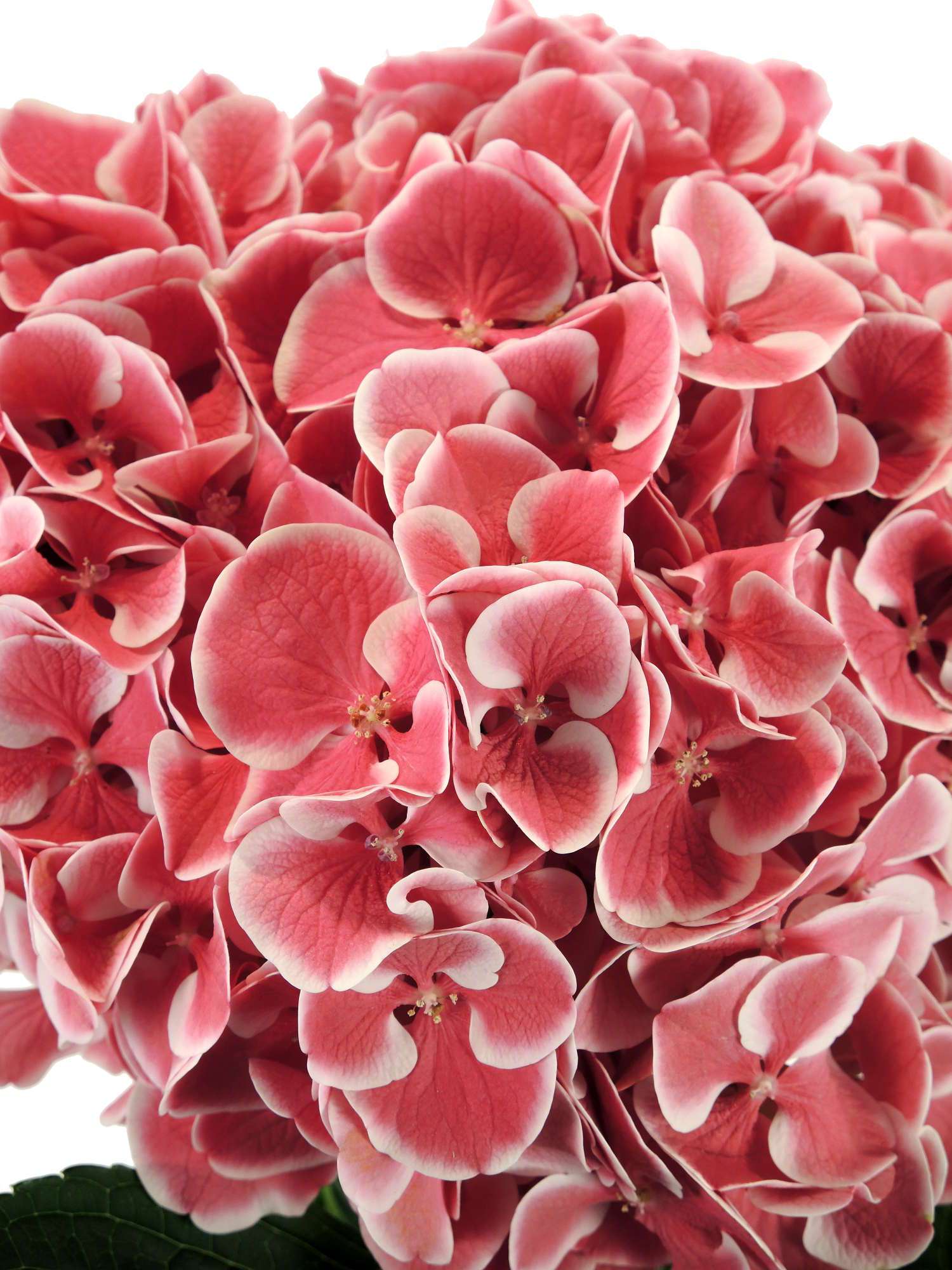 blumigo-hortensie-magical-red-harlekijn-rosa-wei-stiel image 3