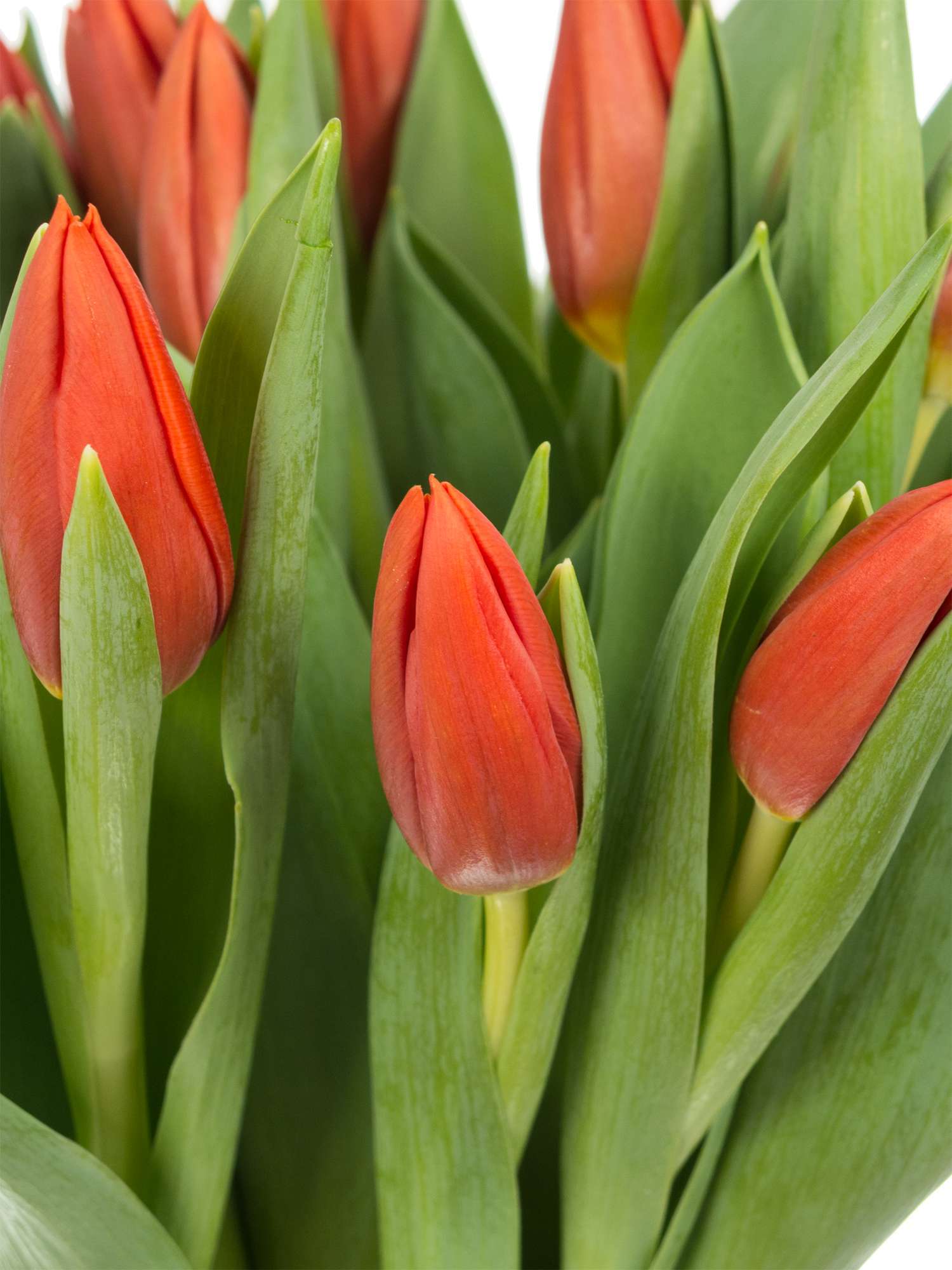 blumigo-tulpen-princess-catharina-amalia-tulpe-orange-frisch image 1