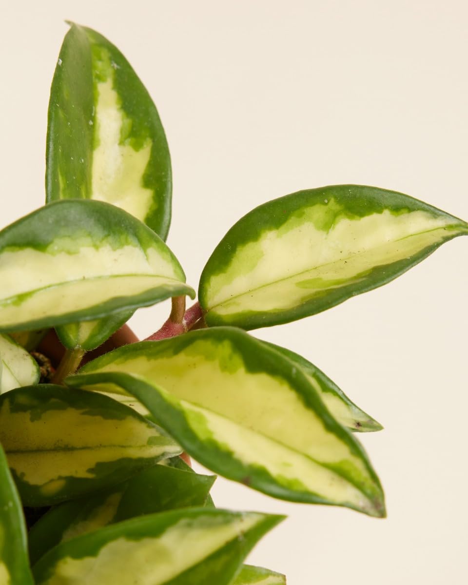 plnts-hoya-carnosa-tricolor-zimmerpflanze-12cm-topf-bunt image 5