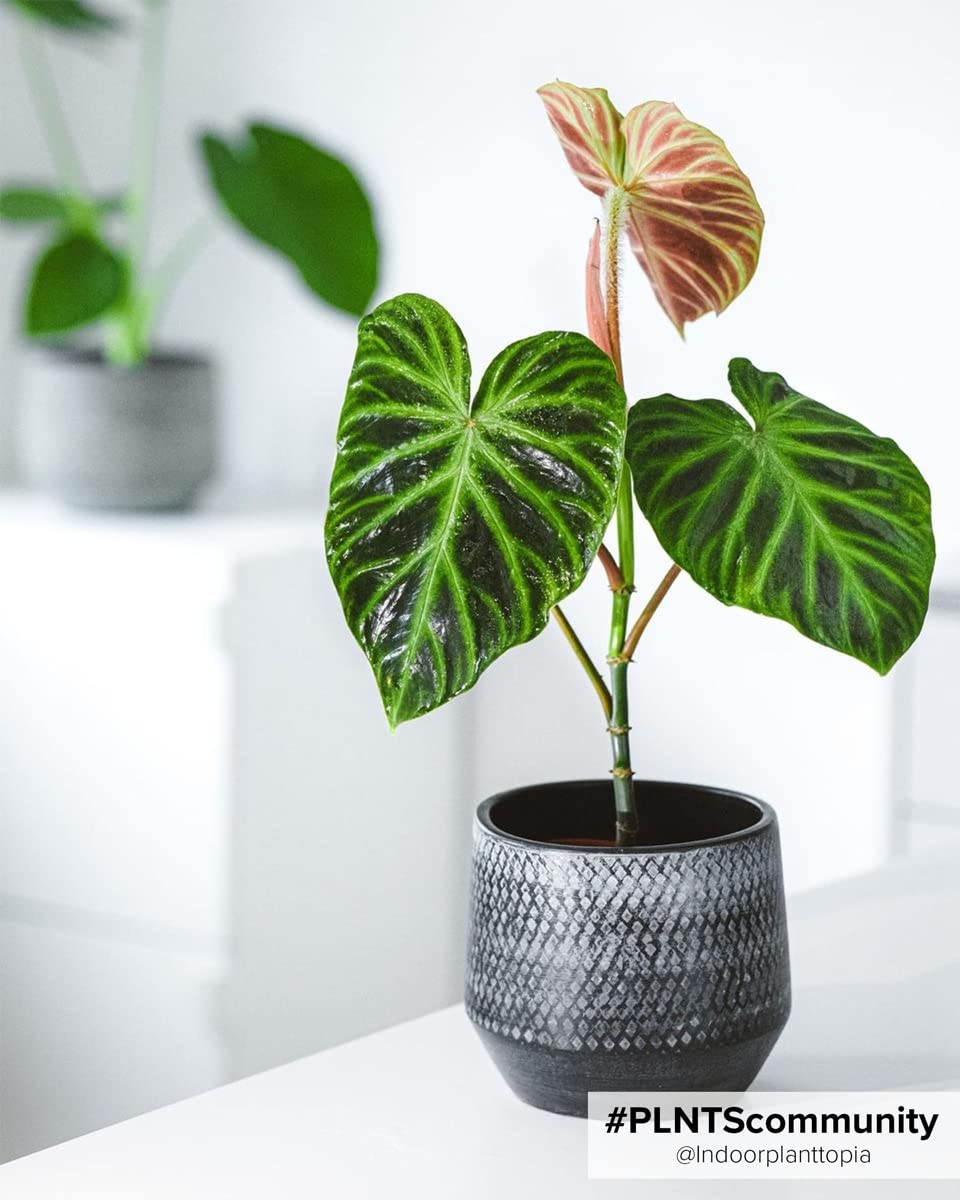 plnts-babyplnts-philodendron-verrucosum-babypflanze-13cm-pflegeleicht image 3