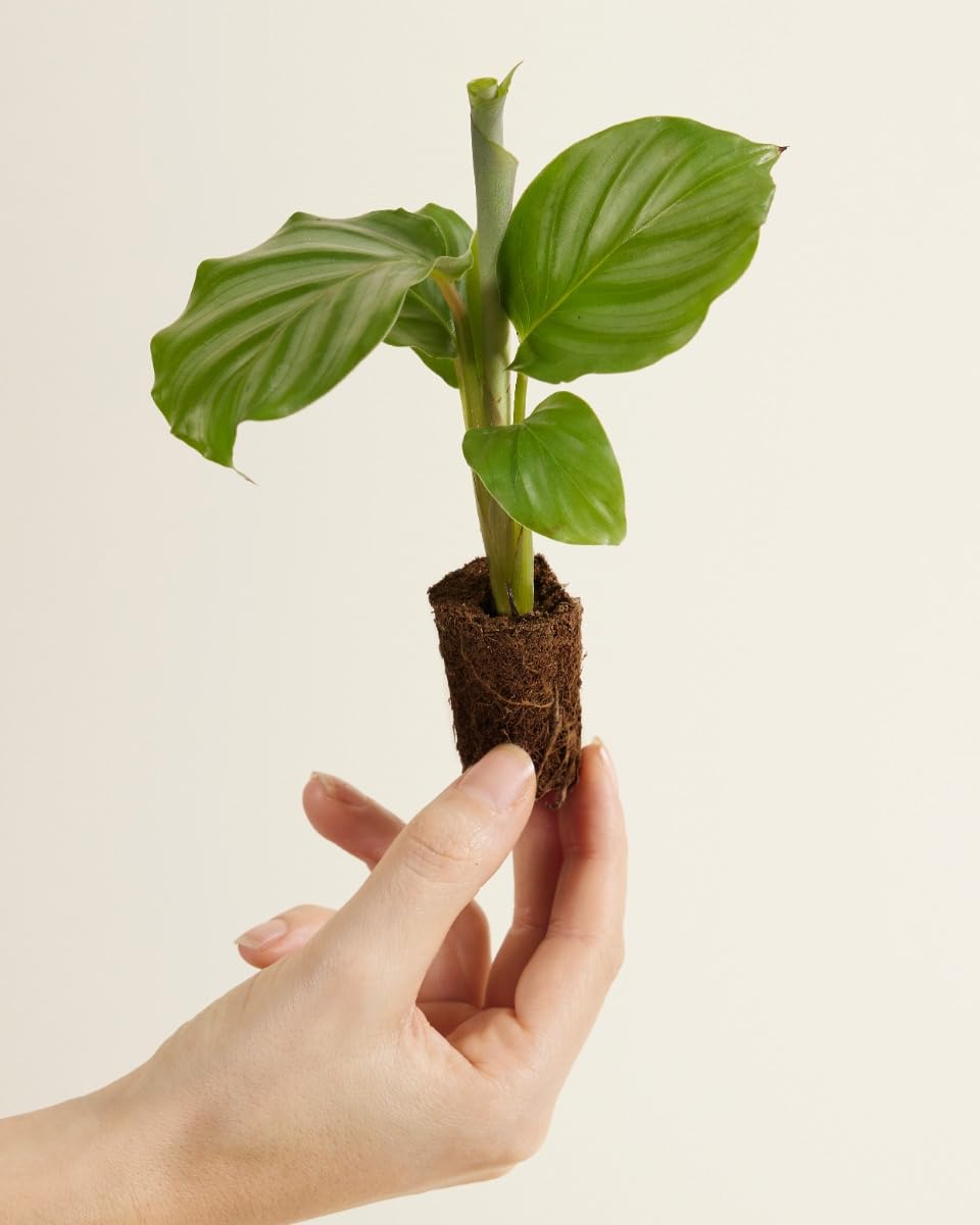 plnts-baby-calathea-orbifolia-zimmerpflanze-15-cm image 2