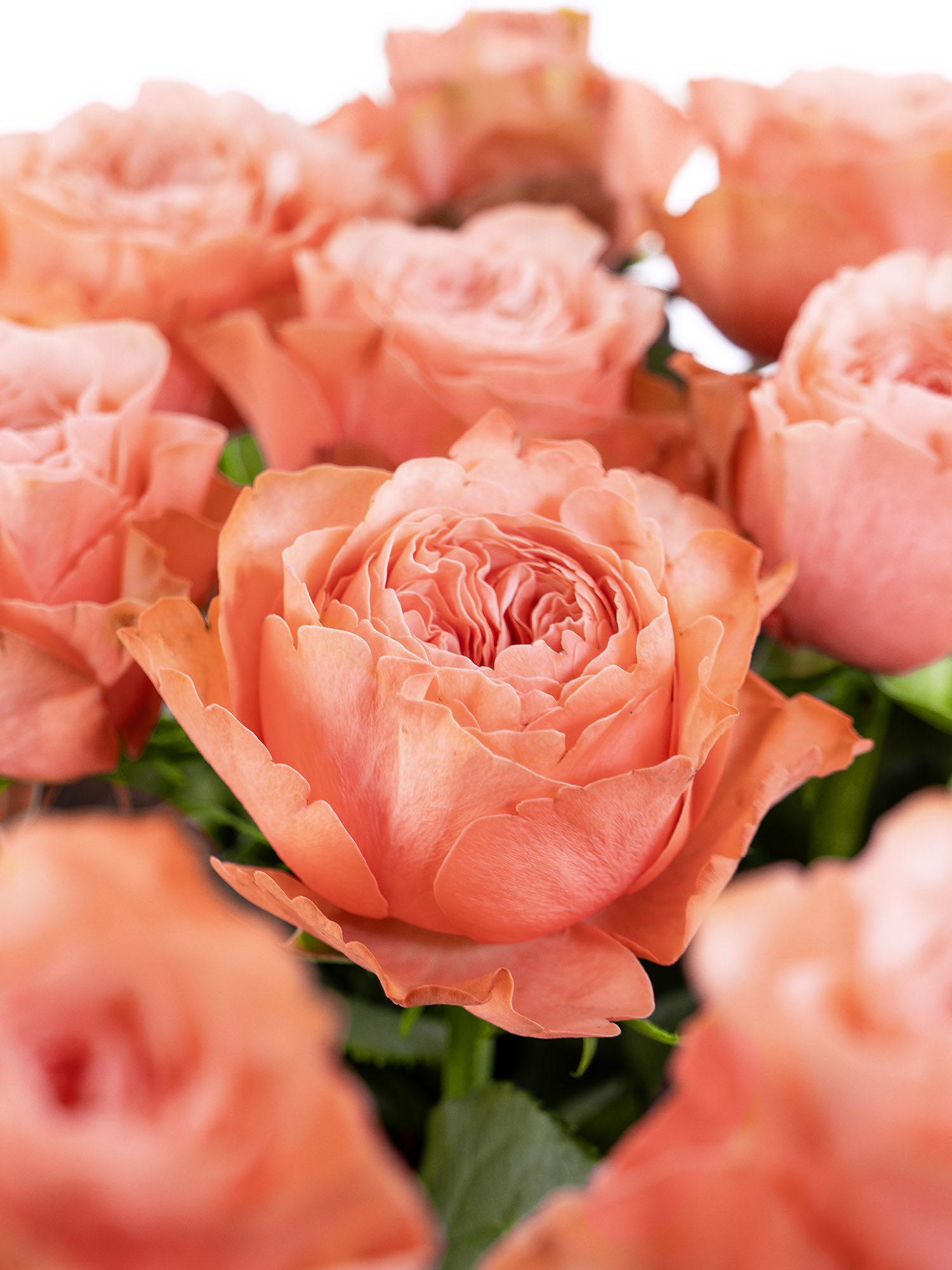 blumigo-rosen-kahala-rose-creme-apricot-einzelstiel image 2