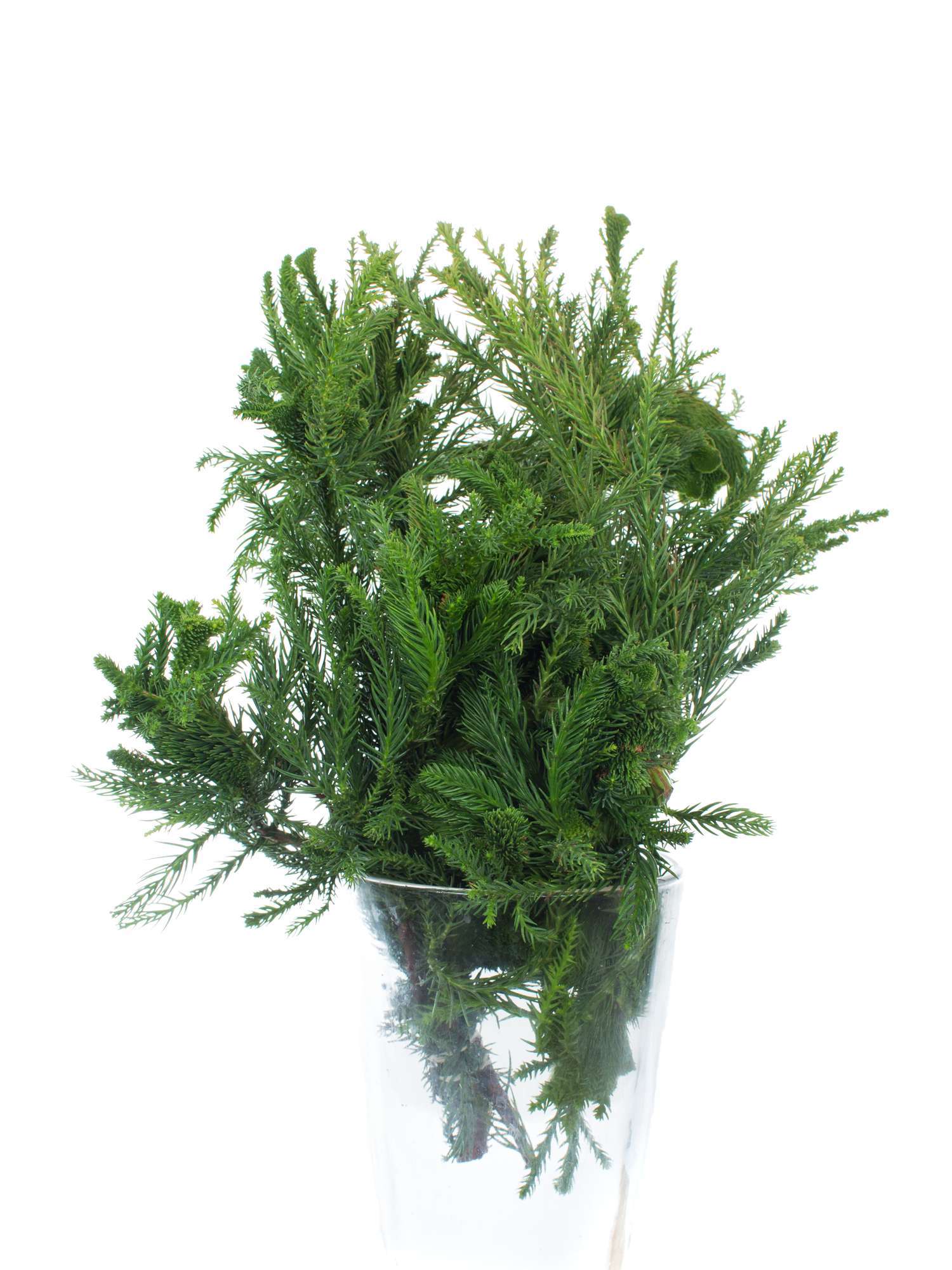blumigo-cristata-kryptomerie-hahnenkamm-wintergr-n-bund image 3