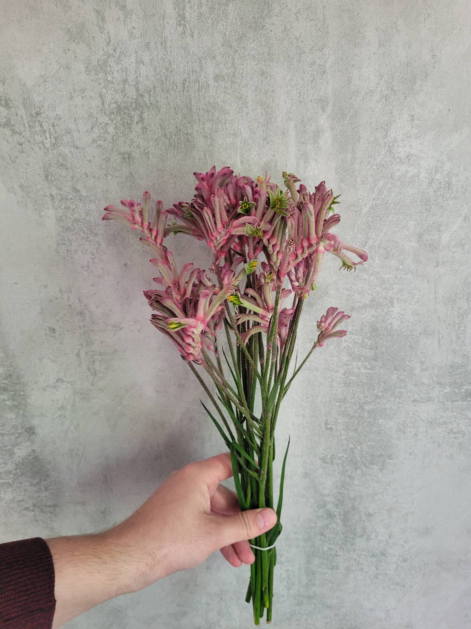 blumigo-anigozanthos-blush-pearl-k-ngurupfote-pink image 1