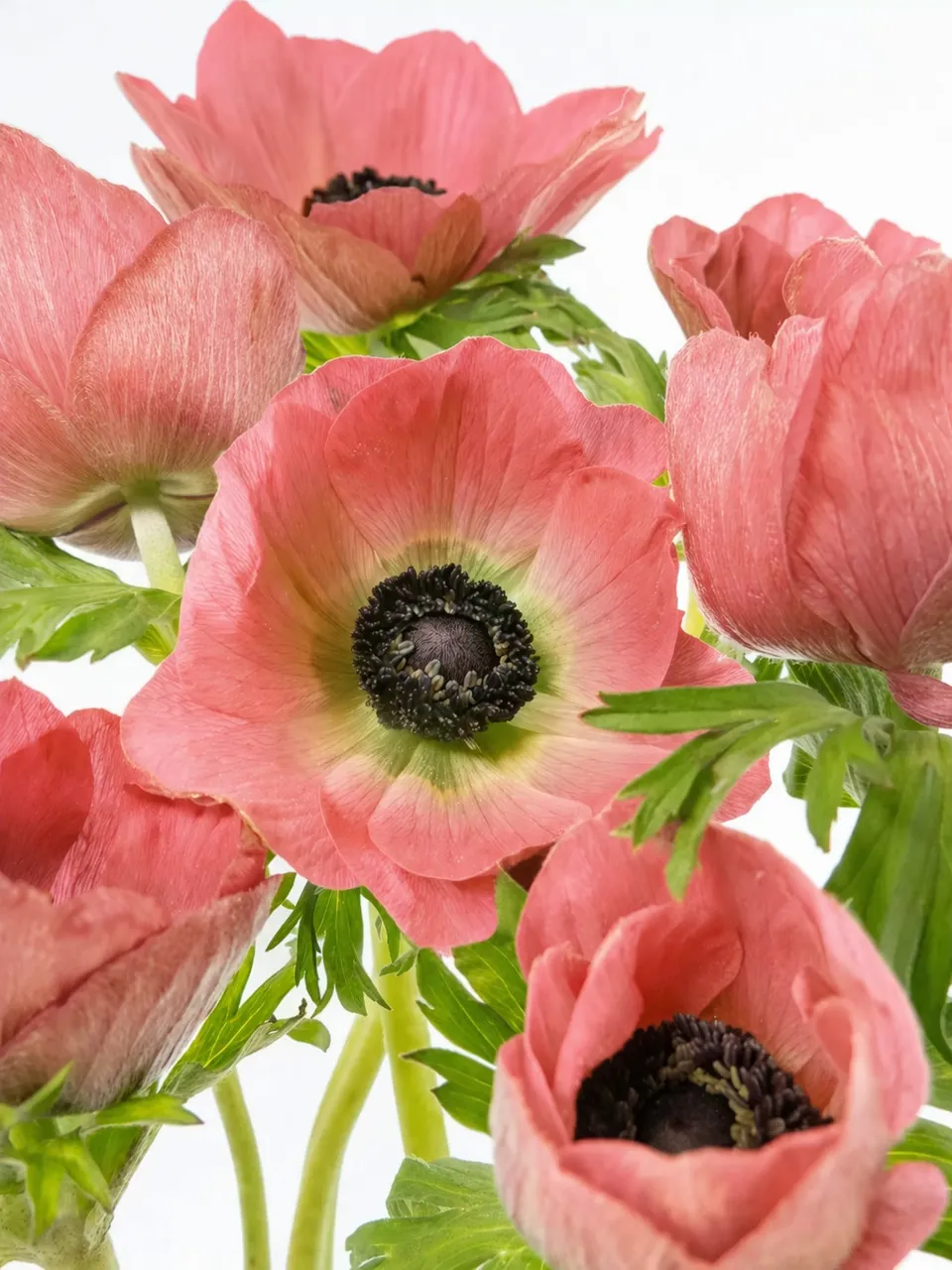 blumigo-anemonen-carmel-barie-schnittblumen-rosa-lachs image 1