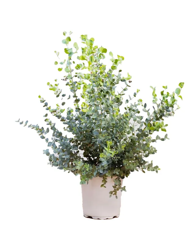plnts-rareplnts-eucalyptus-gunnii-zimmerpflanze-17cm-50cm-duft image 1