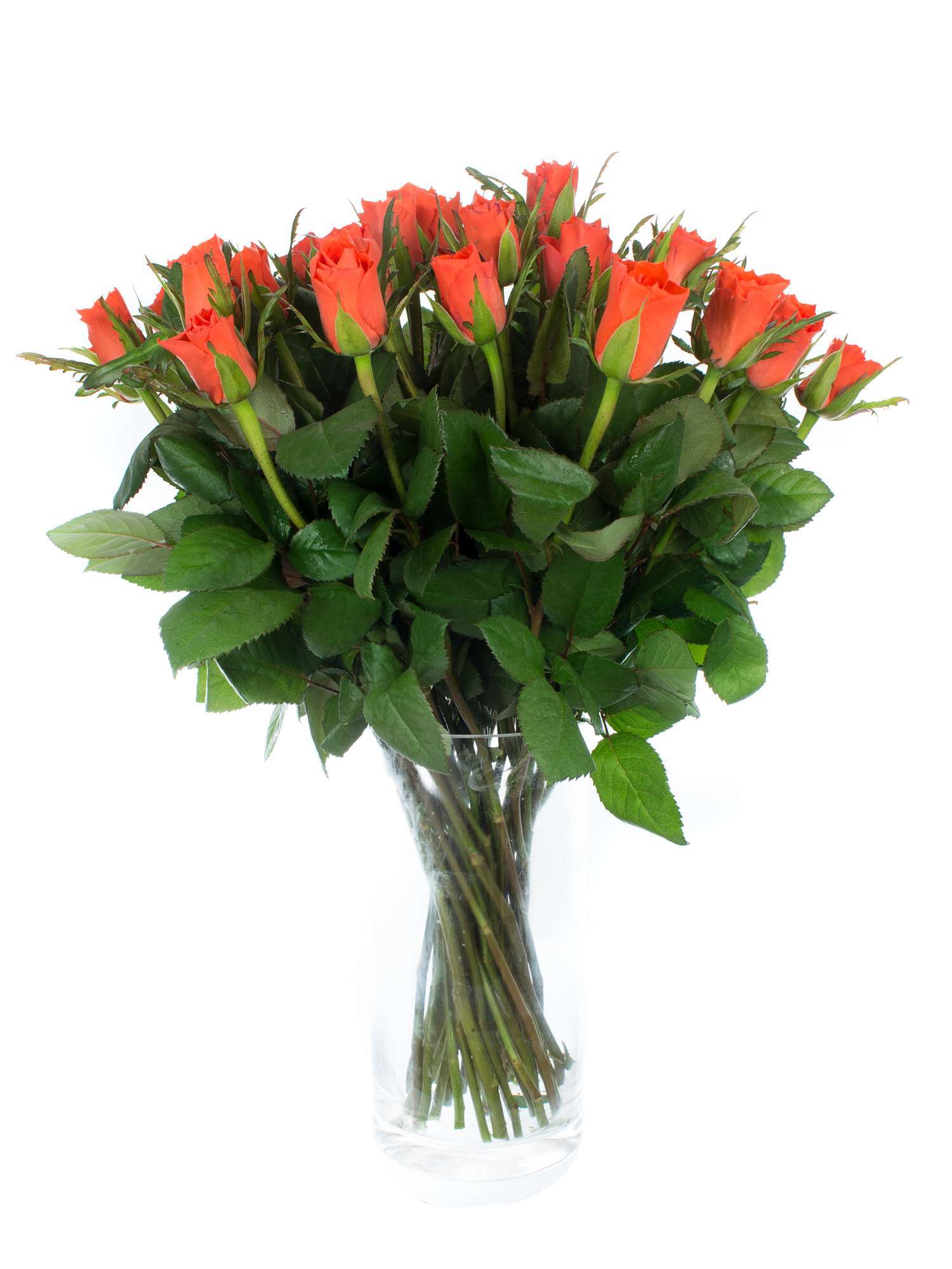 blumigo-rosen-punch-orange-schnittrose image 2