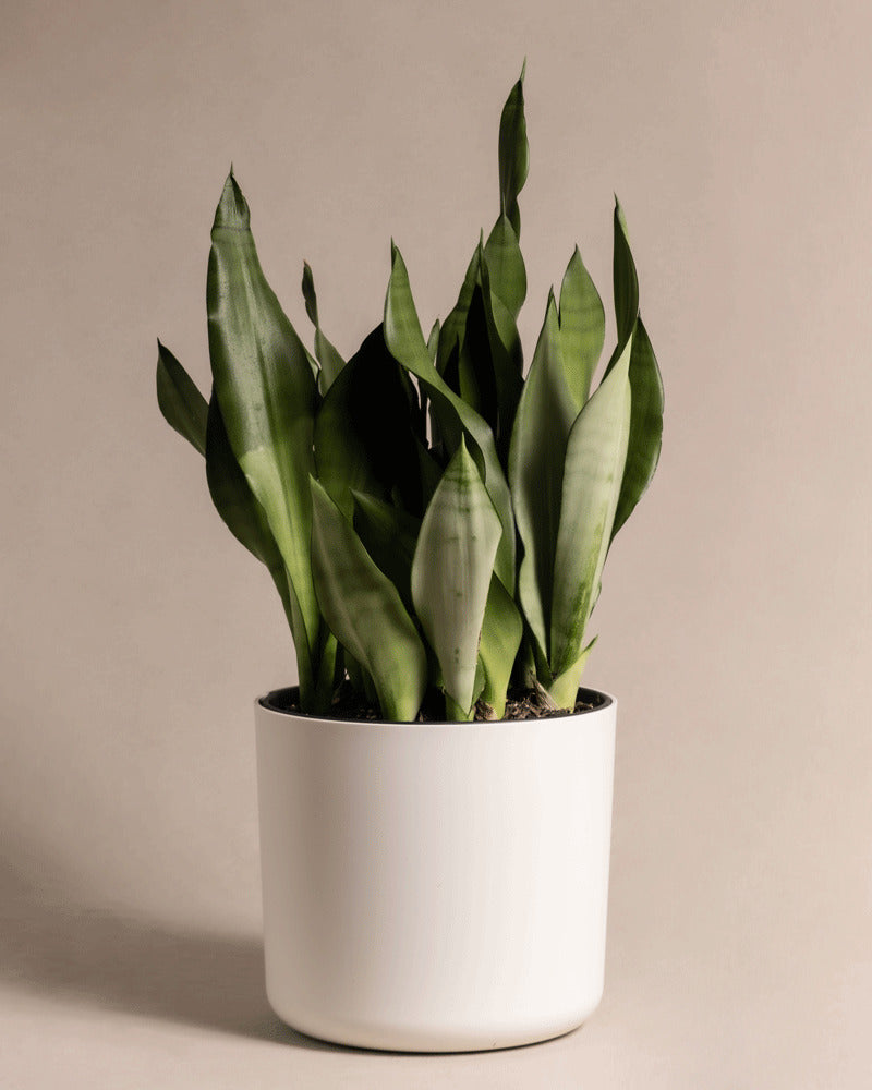 feey-lumi-kunststoff-topf-25cm-blumentopf-wei-zum-umtopfen image 6