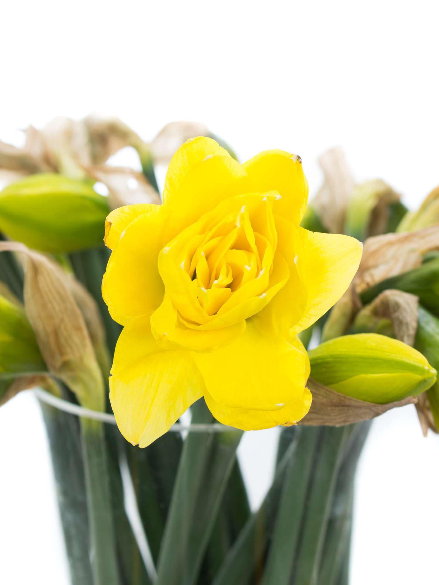 blumigo-fr-hlingsknollen-narzissen-dick-wilden-gelb-gef-llt image 1