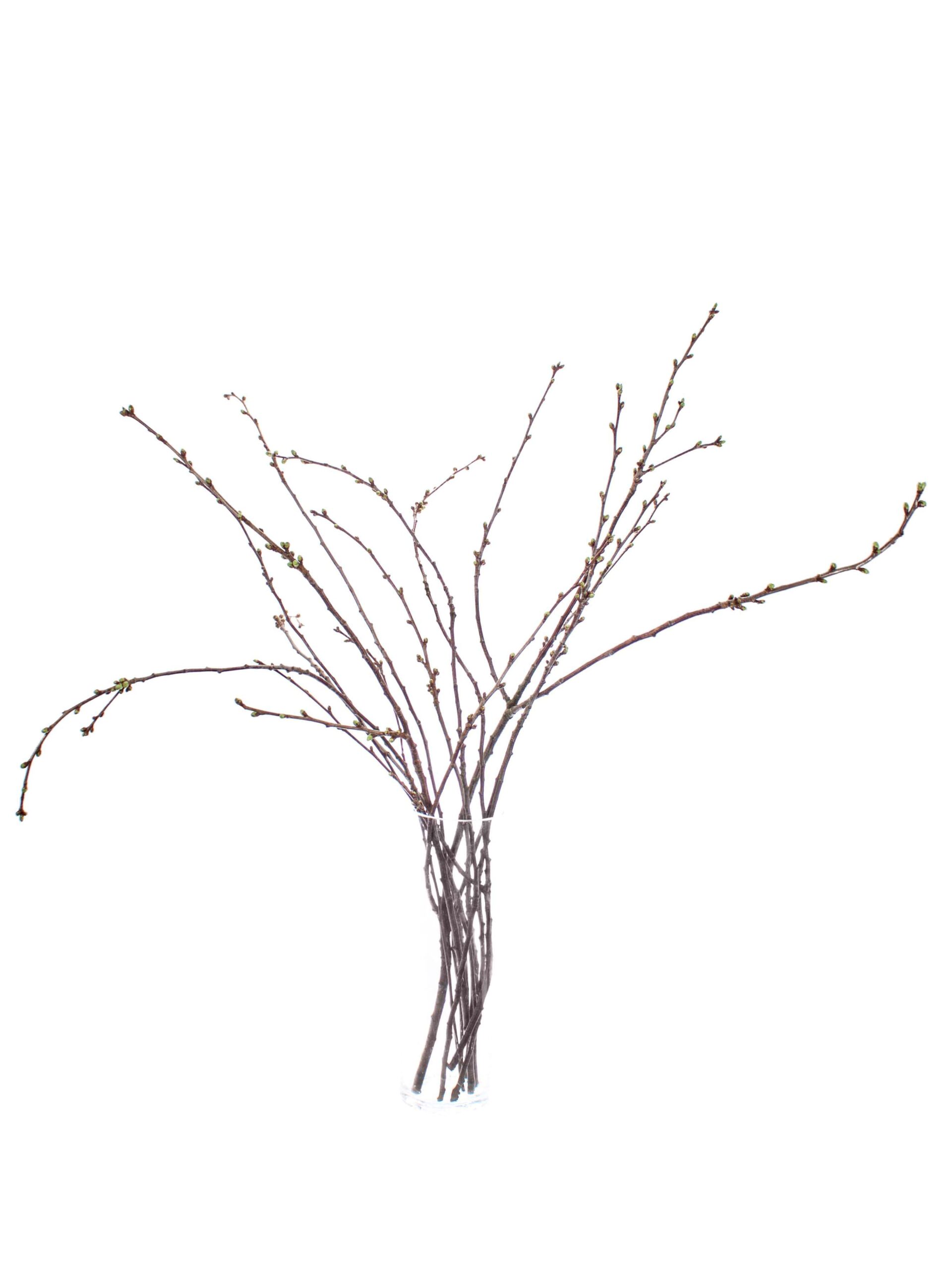 blumigo-zweige-kirschzweige-wei-bl-tenzweige-f-r-vase image 6
