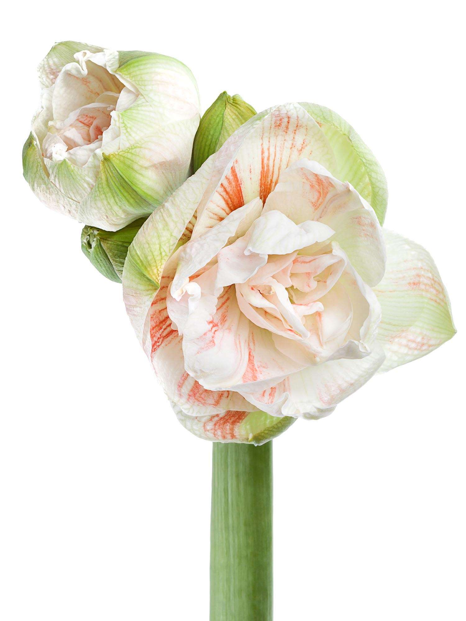 blumigo-amaryllis-nymph-ritterstern-wei-creme-schnittblume image 3