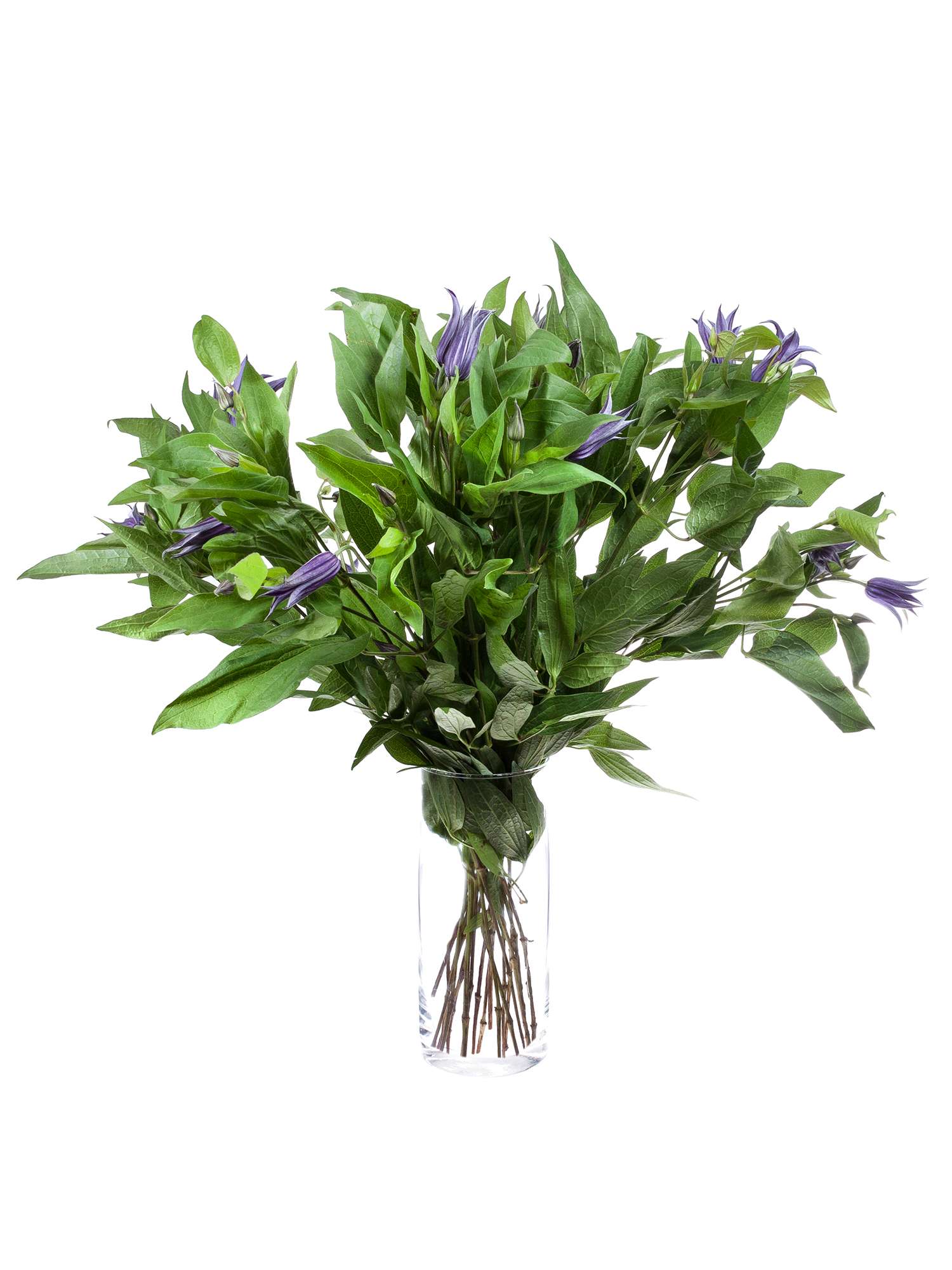 blumigo-blattwerk-clematis-amazing-oslo-violett-schnittblume image 2