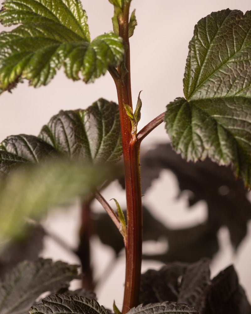feey-amsterdam-physocarpus-opulifolius-strauch-ohne-topf image 8