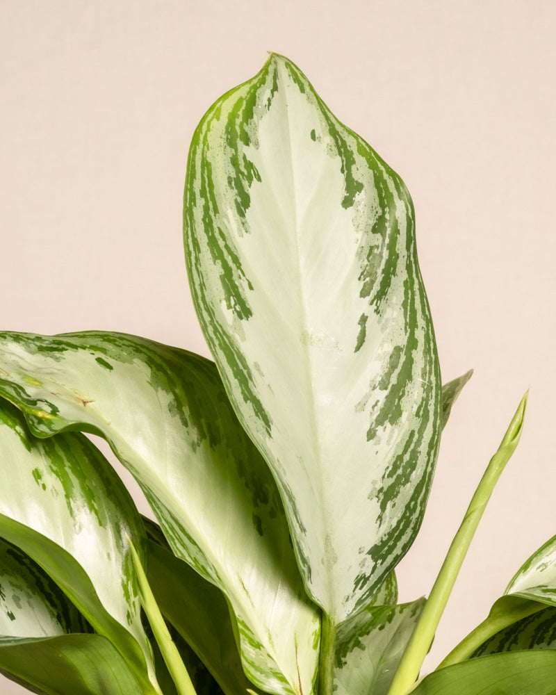 feey-variado-aglaonema-silver-bay-zimmerpflanze-gro-ohne-bertopf image 2