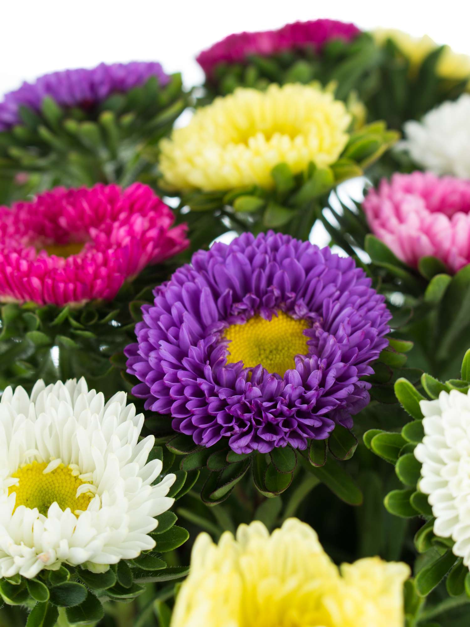 blumigo-sommerastern-bunte-mischung-schnittblume image 1