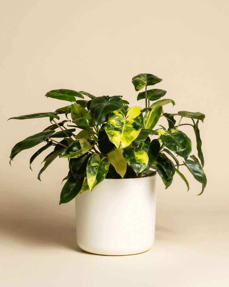 feey-variado-philodendron-burle-marx-zimmerpflanze-rarit-t image 7