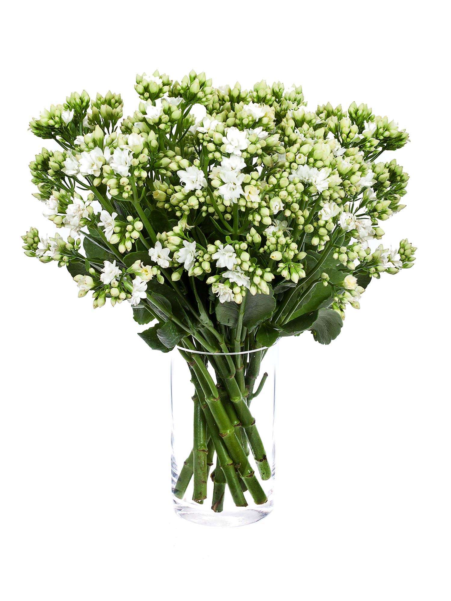 blumigo-blattwerk-kalanchoe-white-meadow-blume-wei image 2