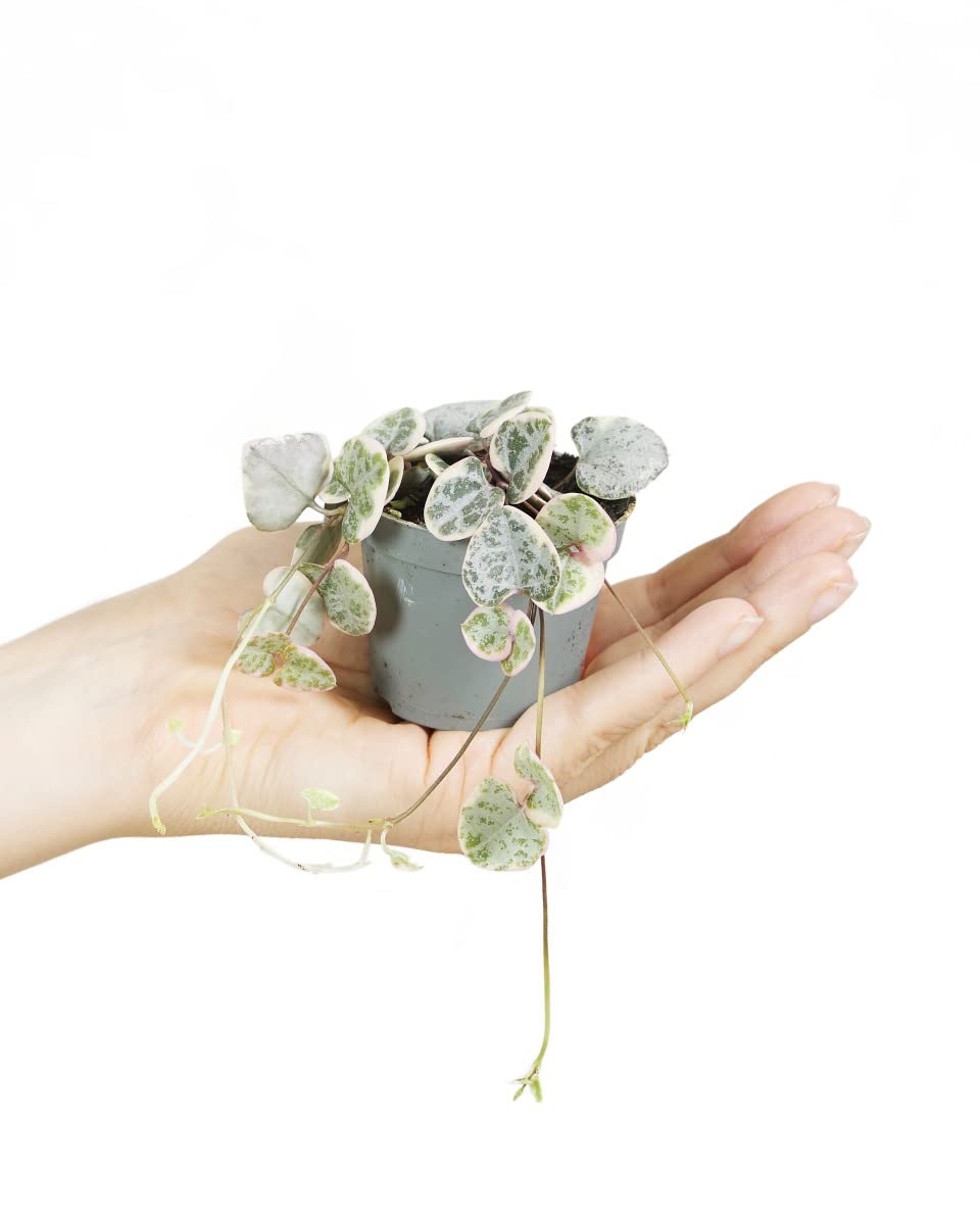 plnts-babyplnts-ceropegia-woodii-variegata-baby-6cm-10cm image 1