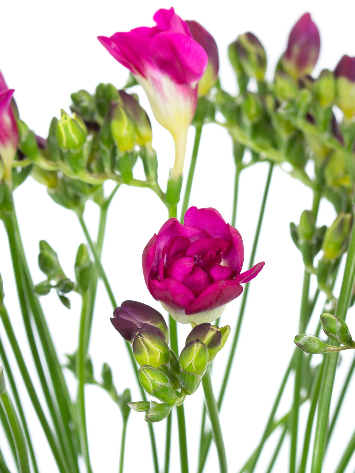 blumigo-freesien-purple-rain-schnittblumen-violett-pink image 1