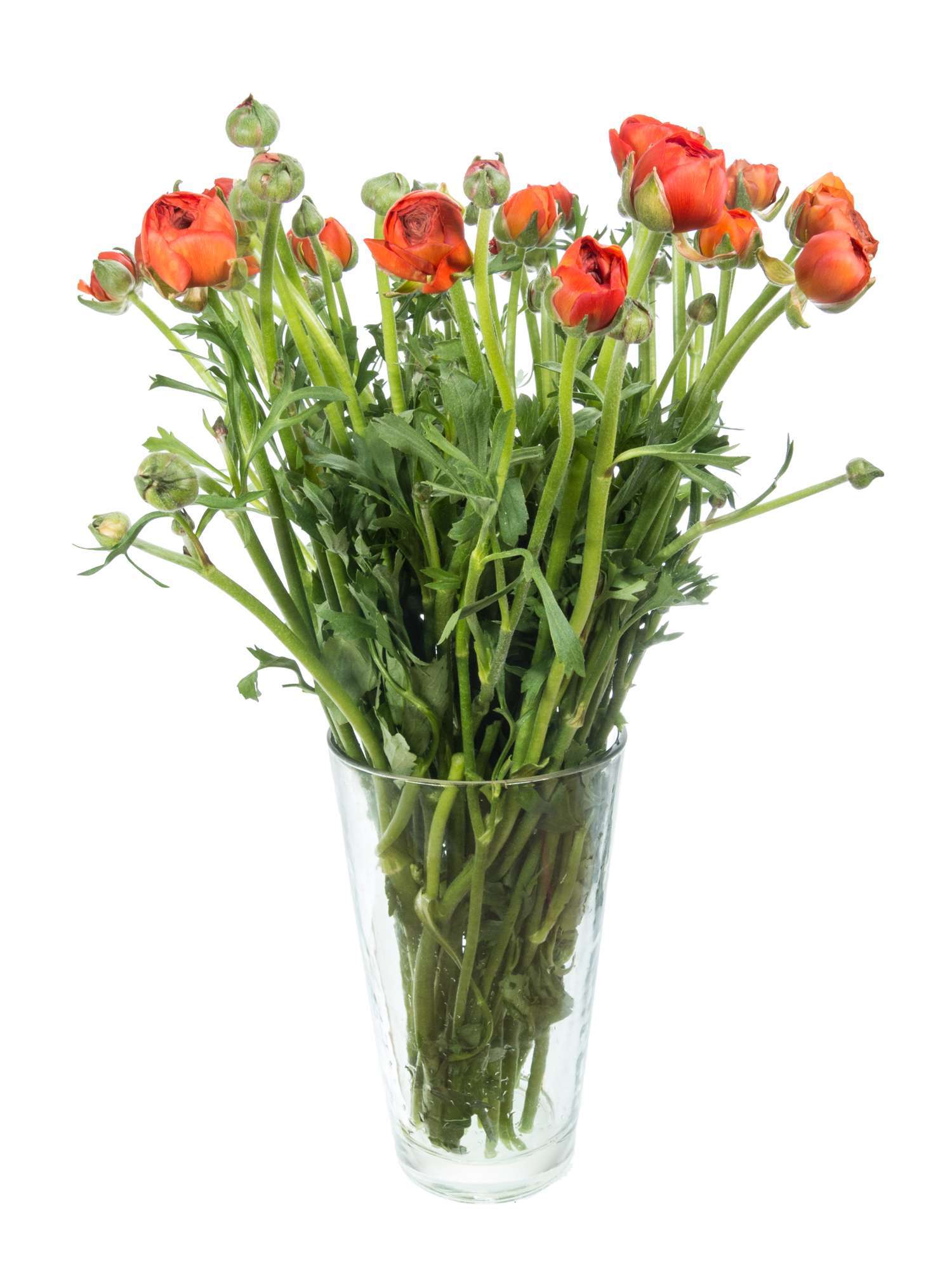 blumigo-ranunkeln-pauline-dark-orange-schnittblume-orange image 2