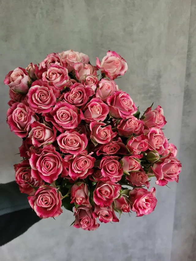 blumigo-flinders-lane-rose-verzweigt-pink-wei image 1