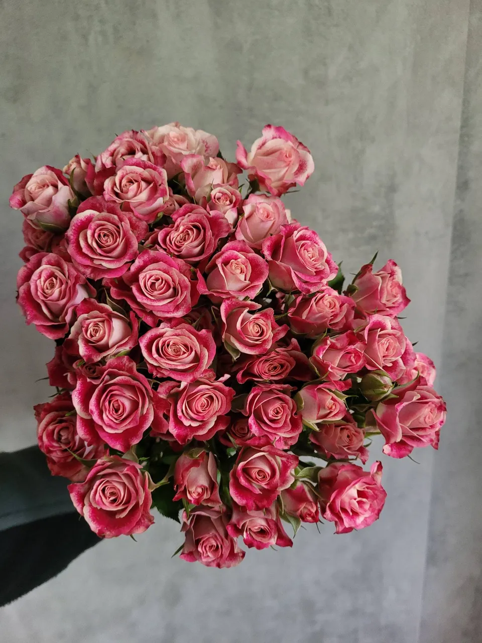blumigo-flinders-lane-rose-verzweigt-pink-wei image 1