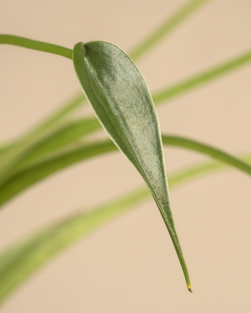 feey-variado-alocasia-tiny-dancer-zimmerpflanze-ohne-bertopf image 2