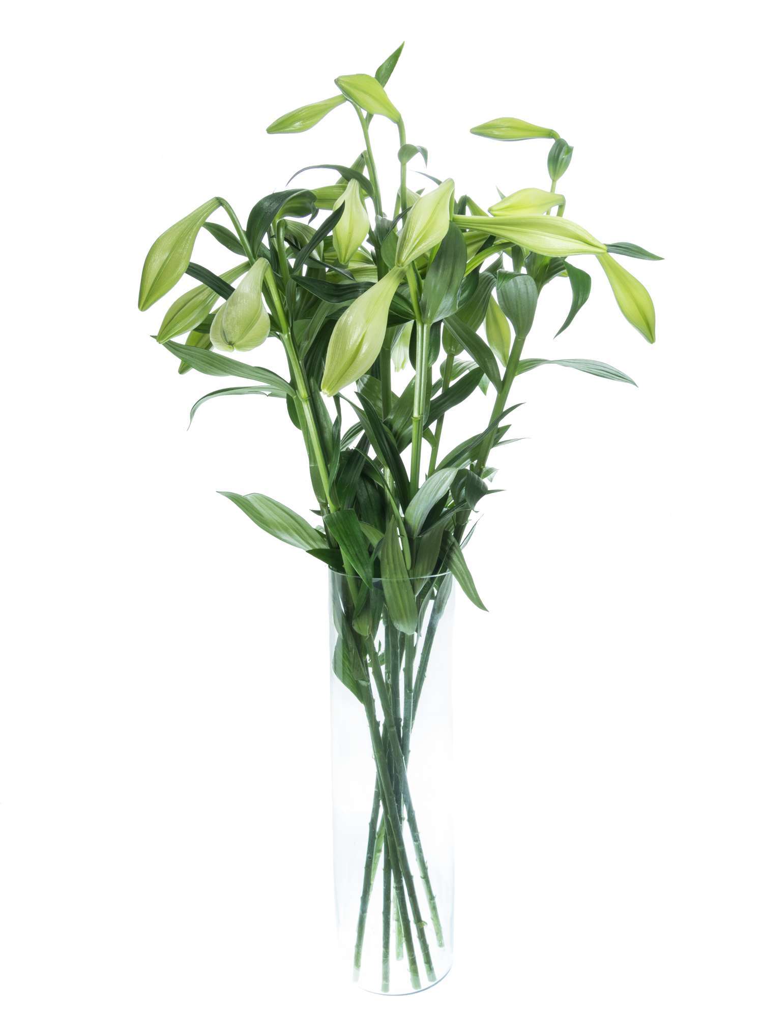 blumigo-lilien-white-heaven-wei-e-schnittblumen-frisch image 2