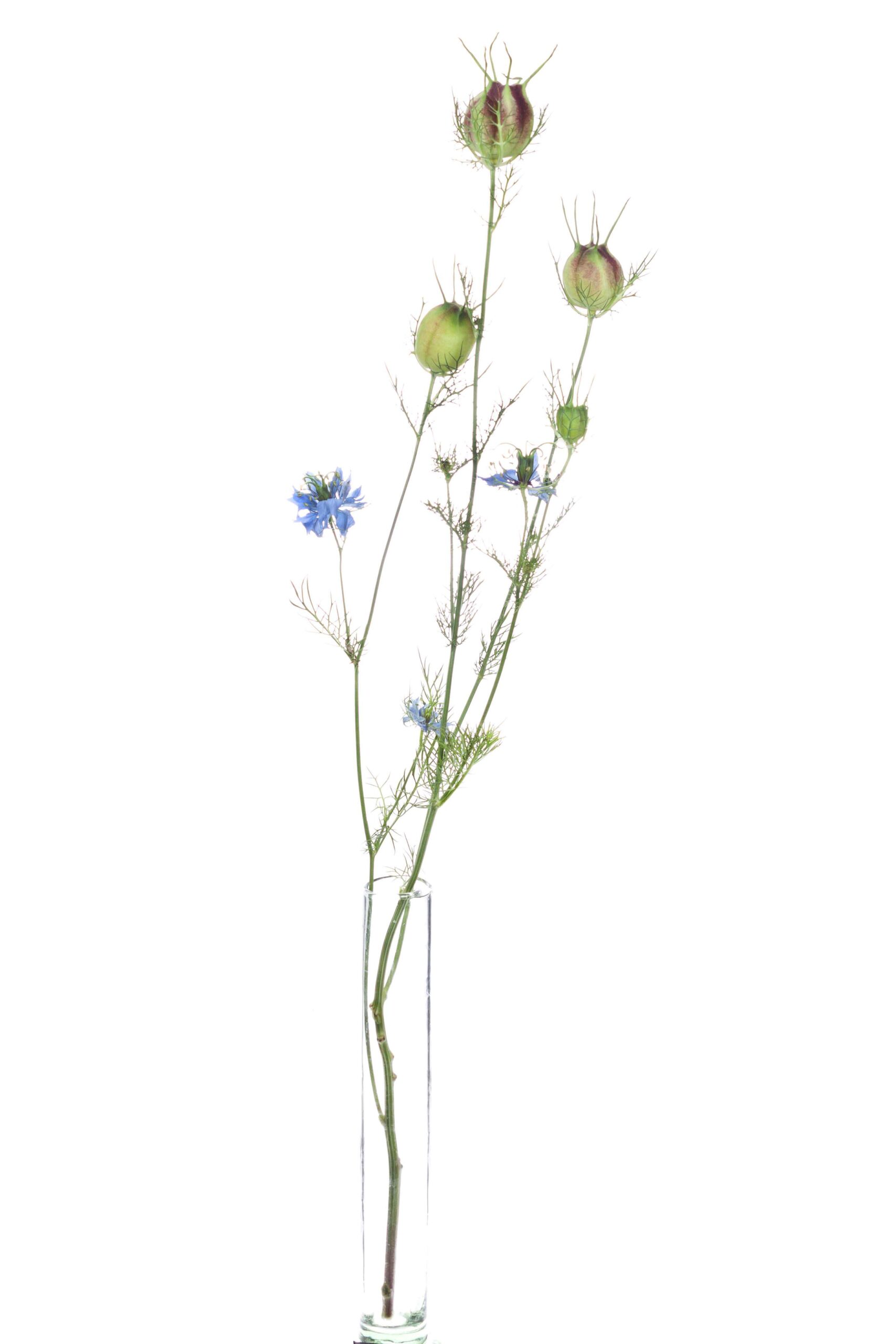 blumigo-bindegr-n-nigella-saatkapseln-gr-n-rot image 3