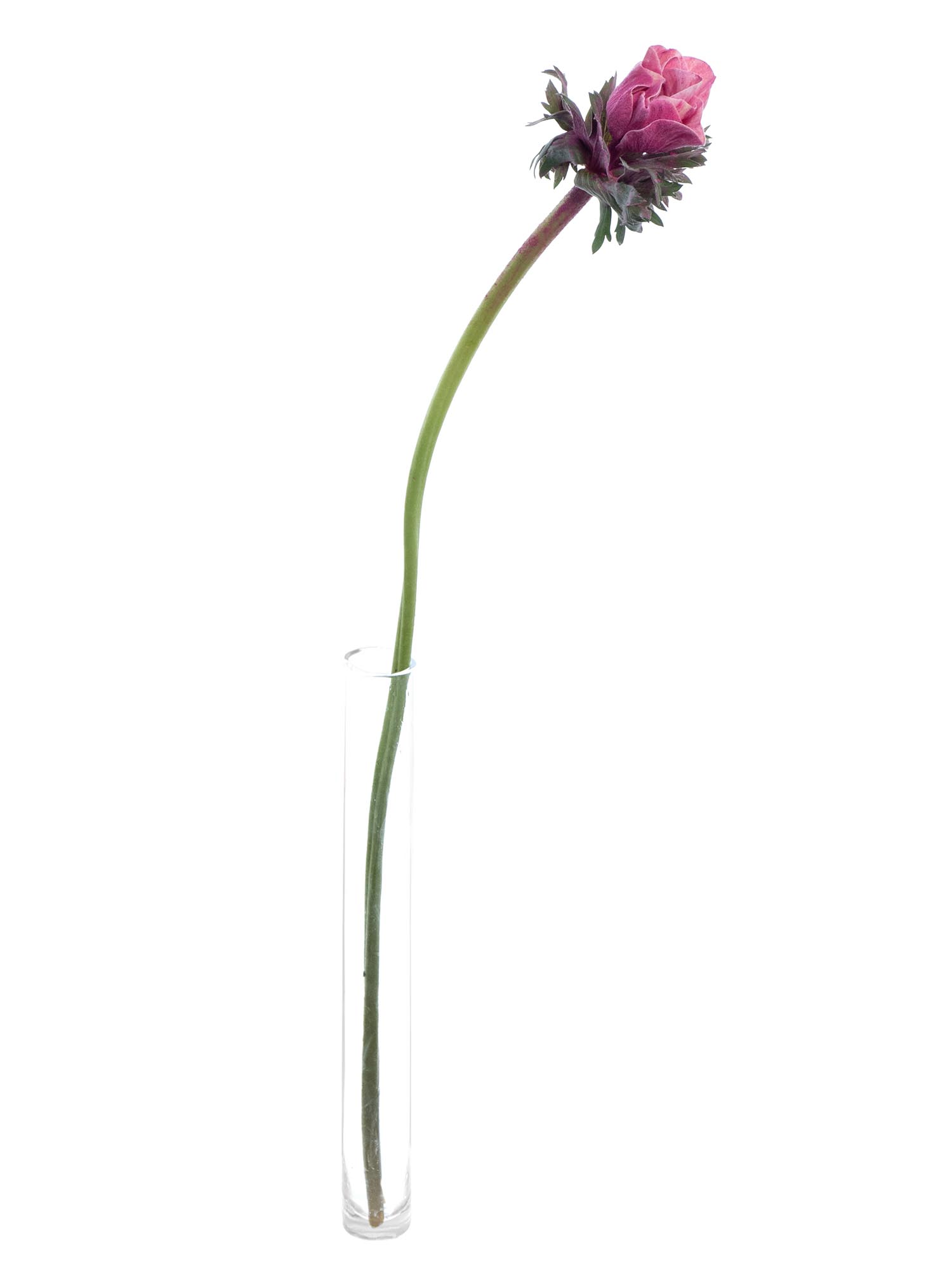blumigo-anemonen-xl-mistral-powder-cerise-pink image 3