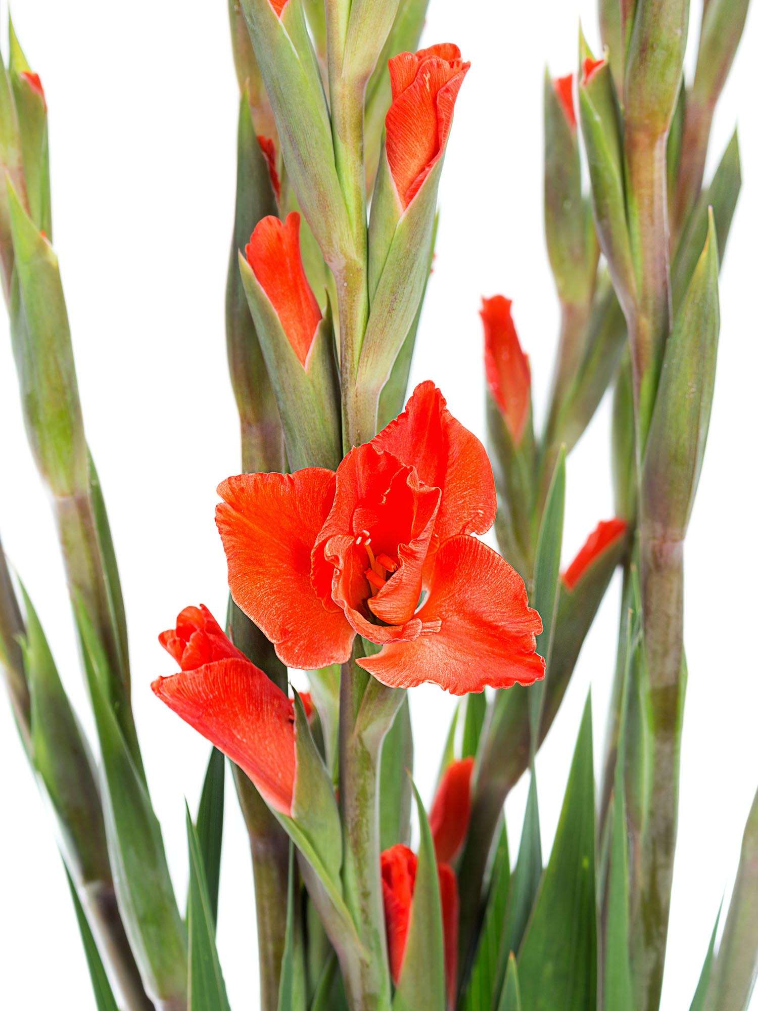 blumigo-blattwerk-bindegr-n-gladiole-living-oak-orange-rot image 4