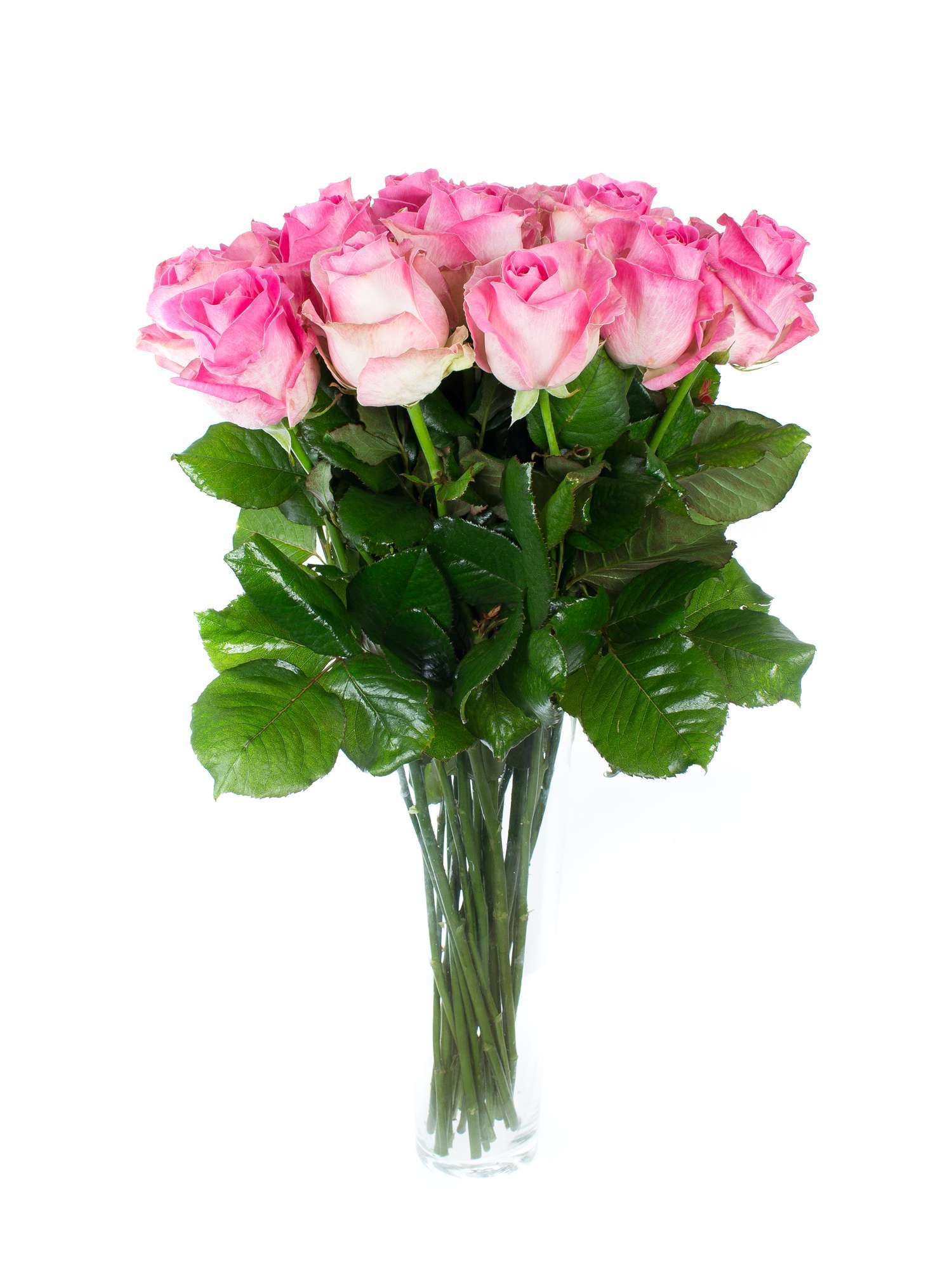 blumigo-rosen-avalanche-candy-pink-creme-schnittrose image 2