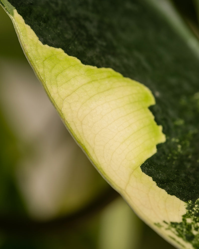 feey-philodendron-burle-marx-variegata-ohne-bertopf image 6
