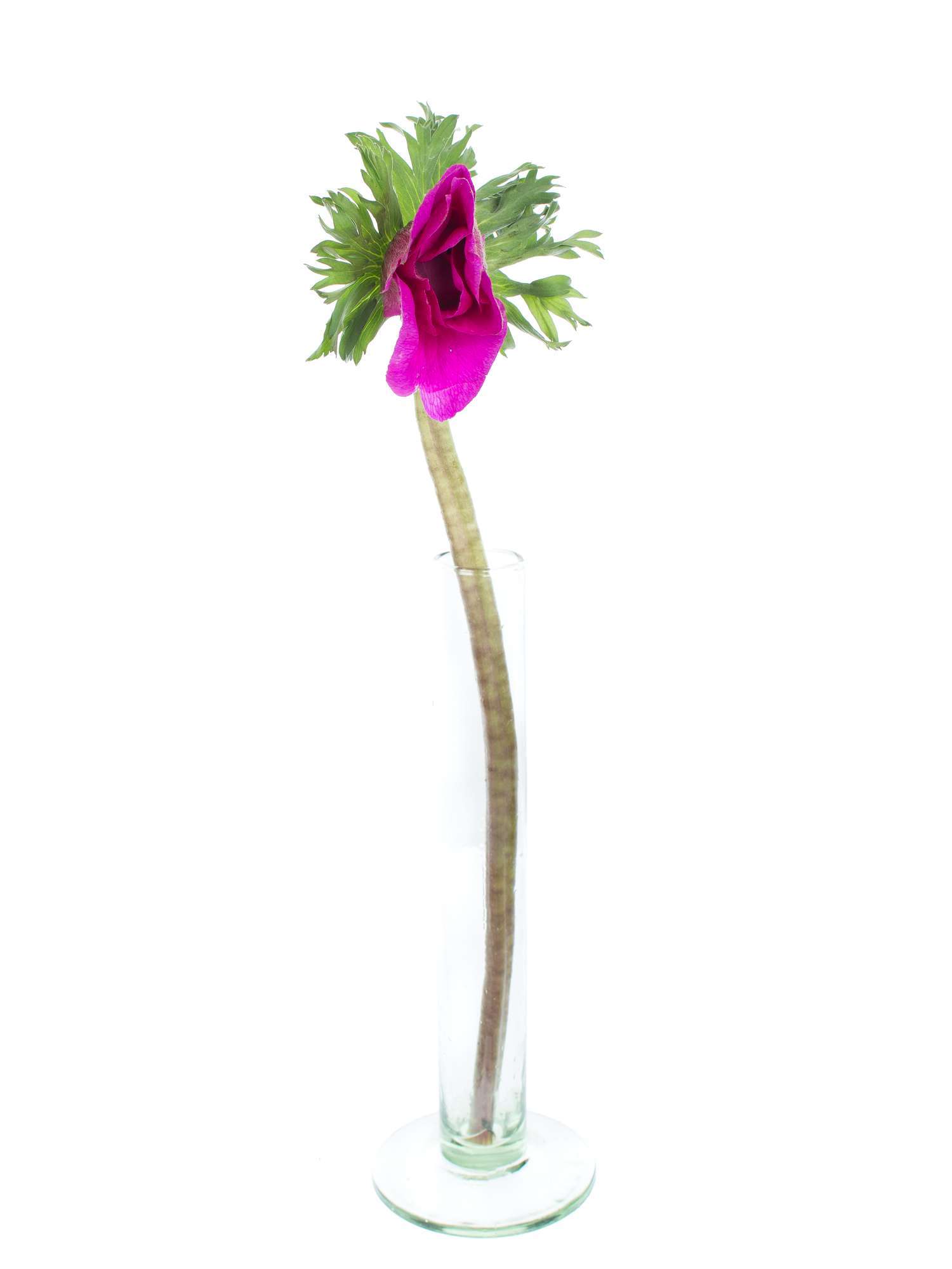 blumigo-anemonen-pinke-schnittblume-rosa-fr-hlingsblume image 4