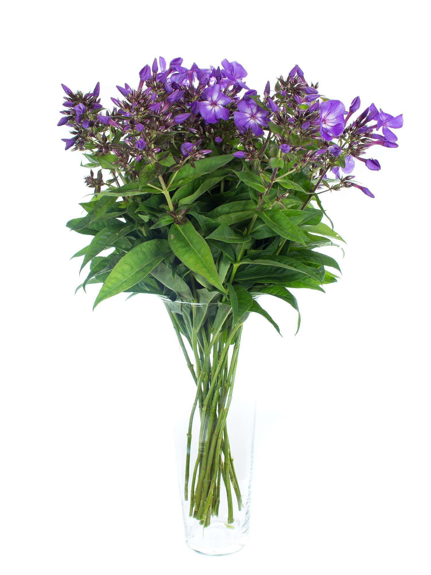 blumigo-phlox-flammenblume-violett-schnittblume-1-stiel image 2