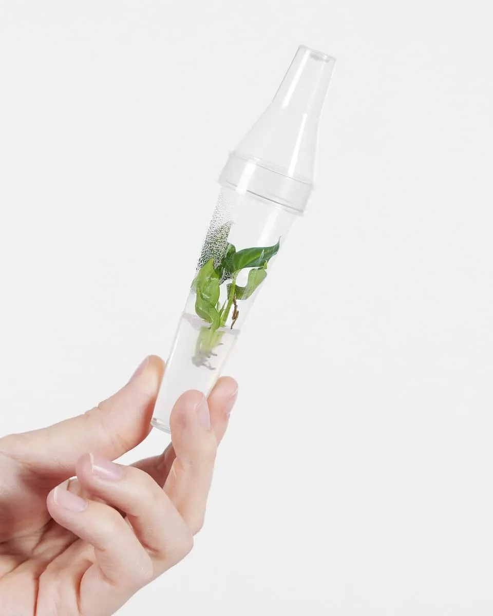 plnts-babyplnts-philodendron-verrucosum-babypflanze-13cm-pflegeleicht image 1