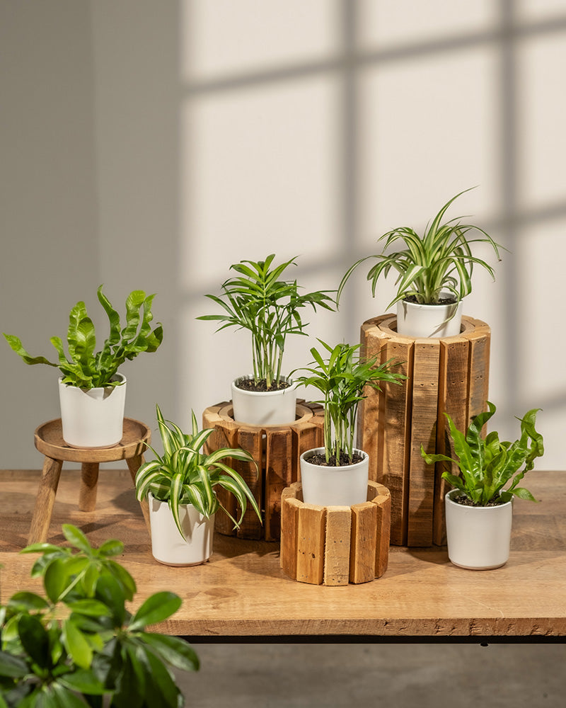 feey-variado-babypflanzen-6er-set-ungiftig-ohne-bertopf image 2