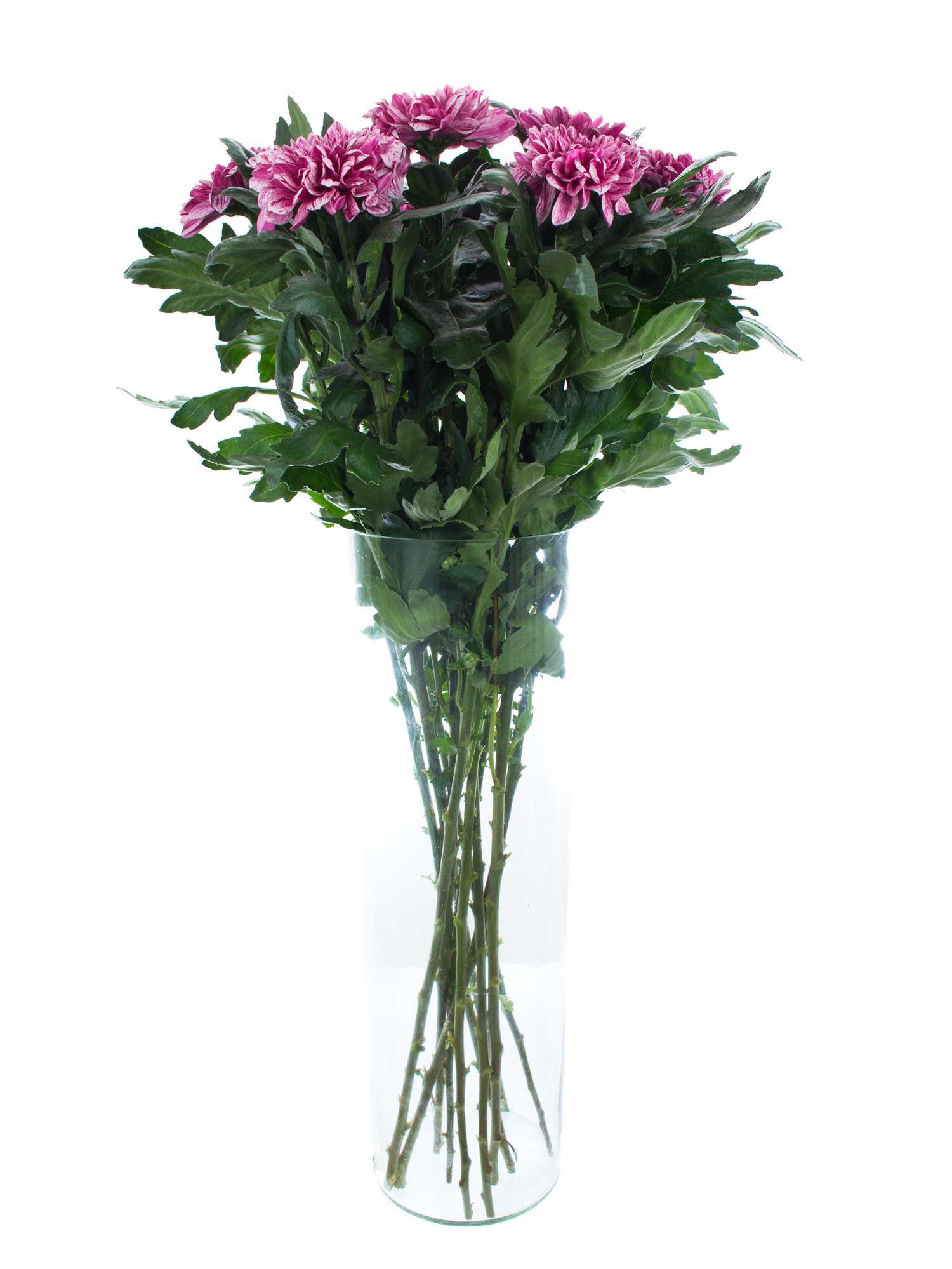blumigo-chrysanthemen-pip-schnittblumen-pink-wei image 2