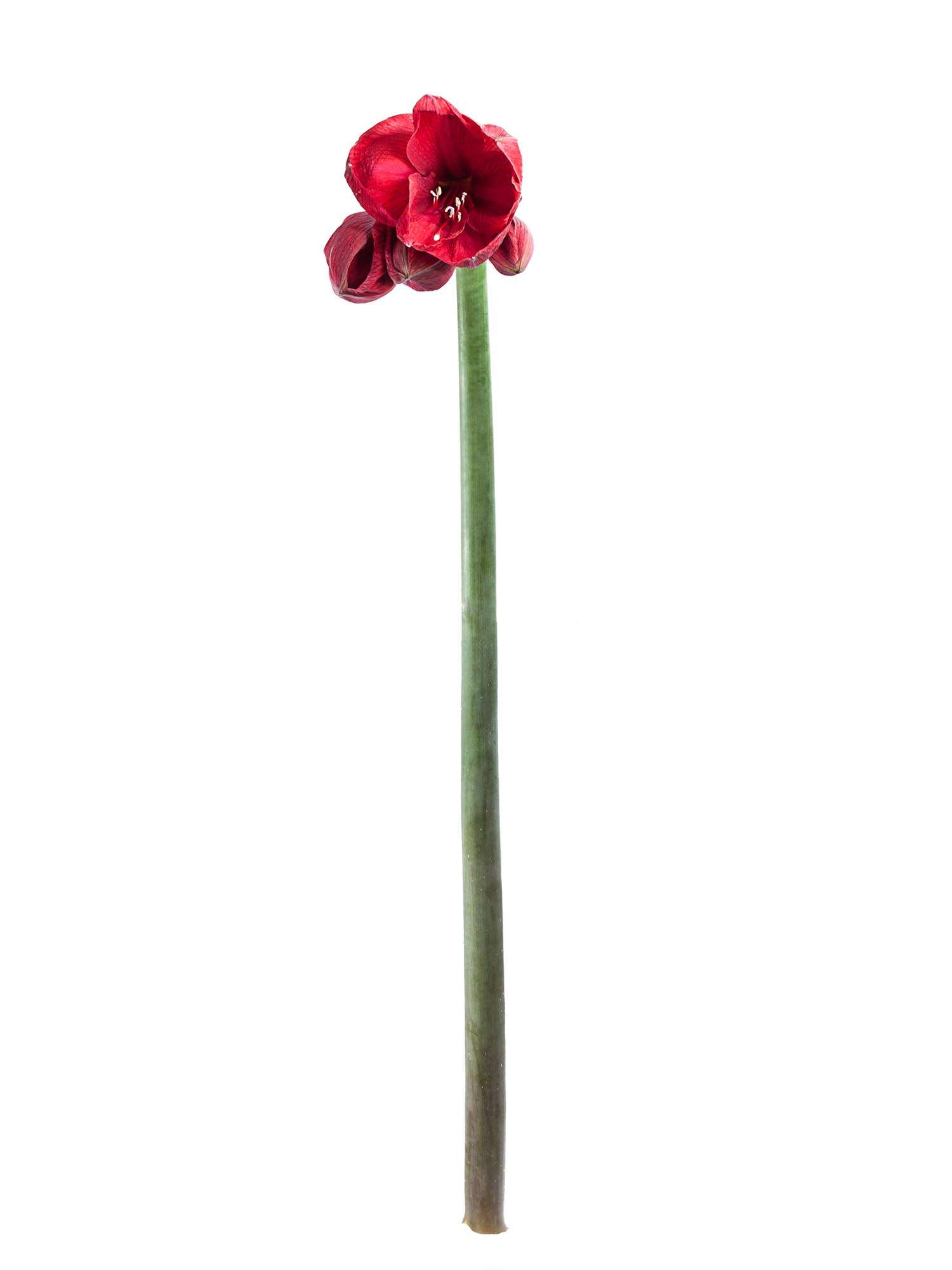 blumigo-amaryllis-moulin-rouge-ritterstern-weinrot-schnittblume image 2