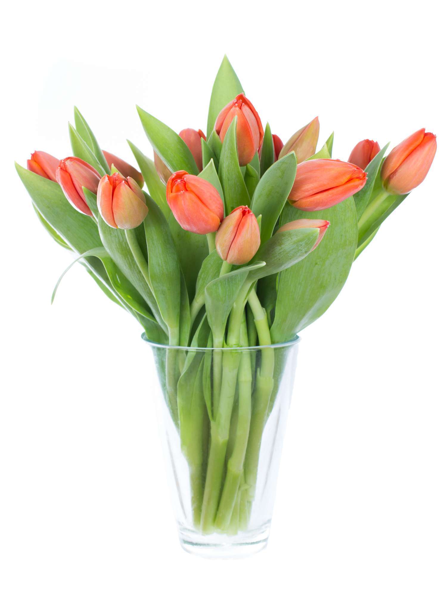blumigo-tulpen-ad-rem-schnittblumen-orange image 2