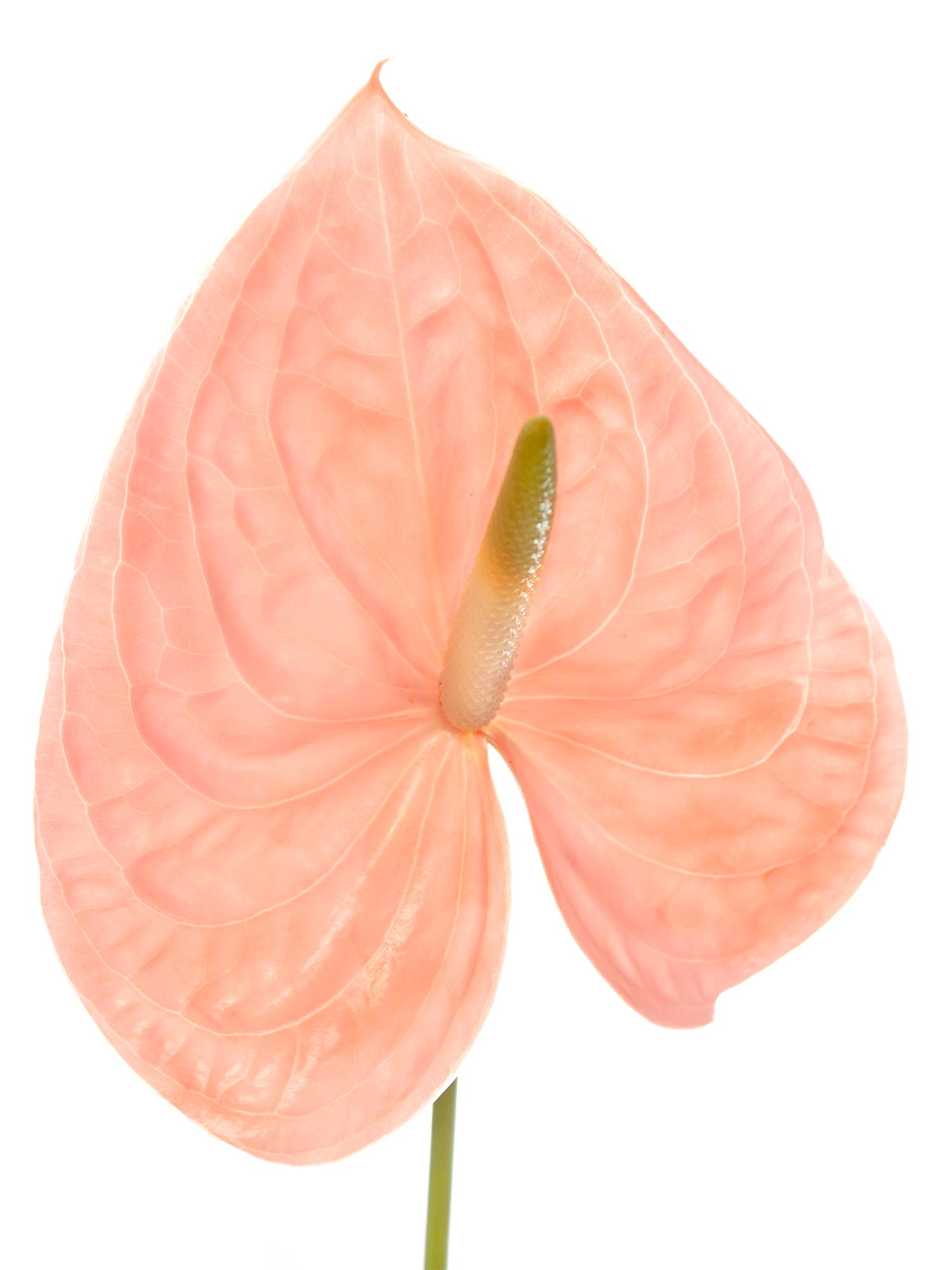 blumigo-anthurie-cheers-schnittblume-apricot-rosa-pastell image 2