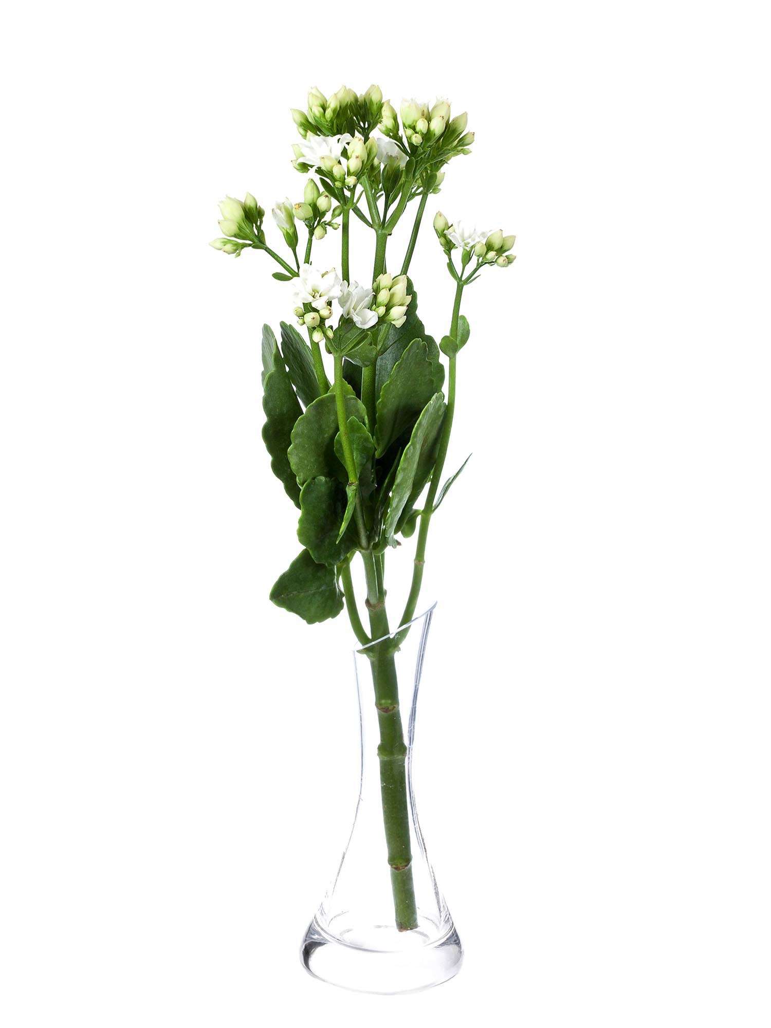 blumigo-blattwerk-kalanchoe-white-meadow-blume-wei image 3